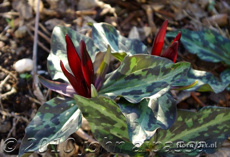 Trillium kurabayashii