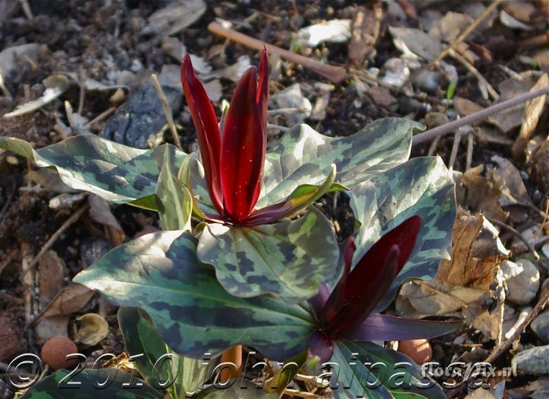 Trillium kurabayashii