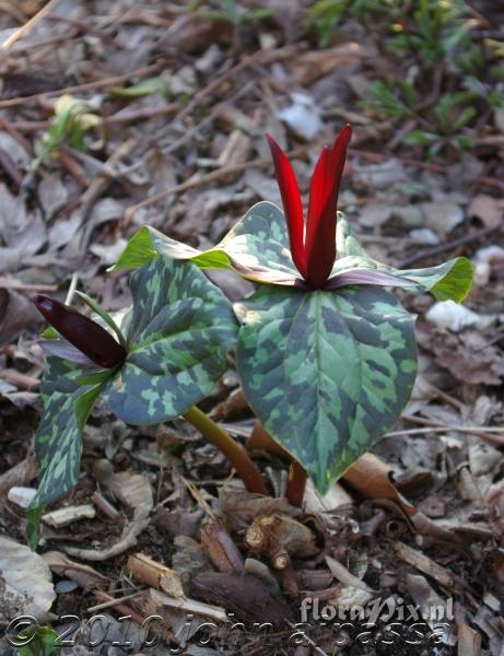 Trillium kurabayashii