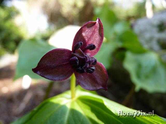 Trillium smallii