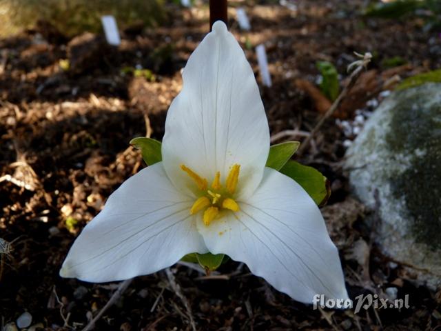 Trillium ovatum