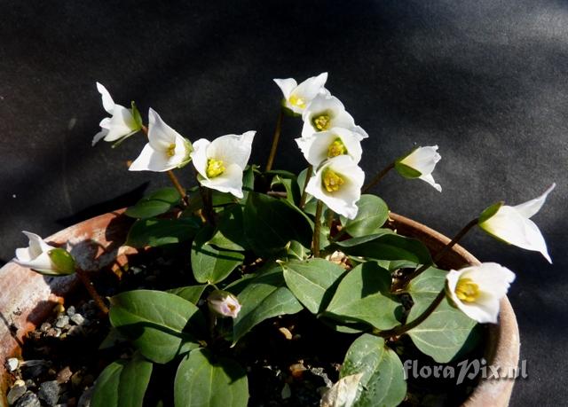 Trillium rivale 