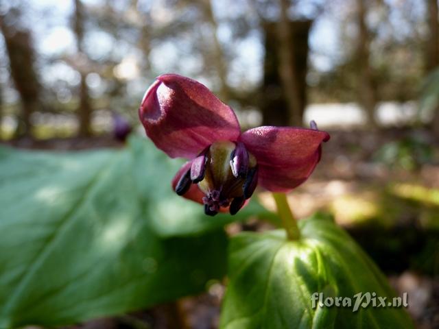 Trillium apetalon