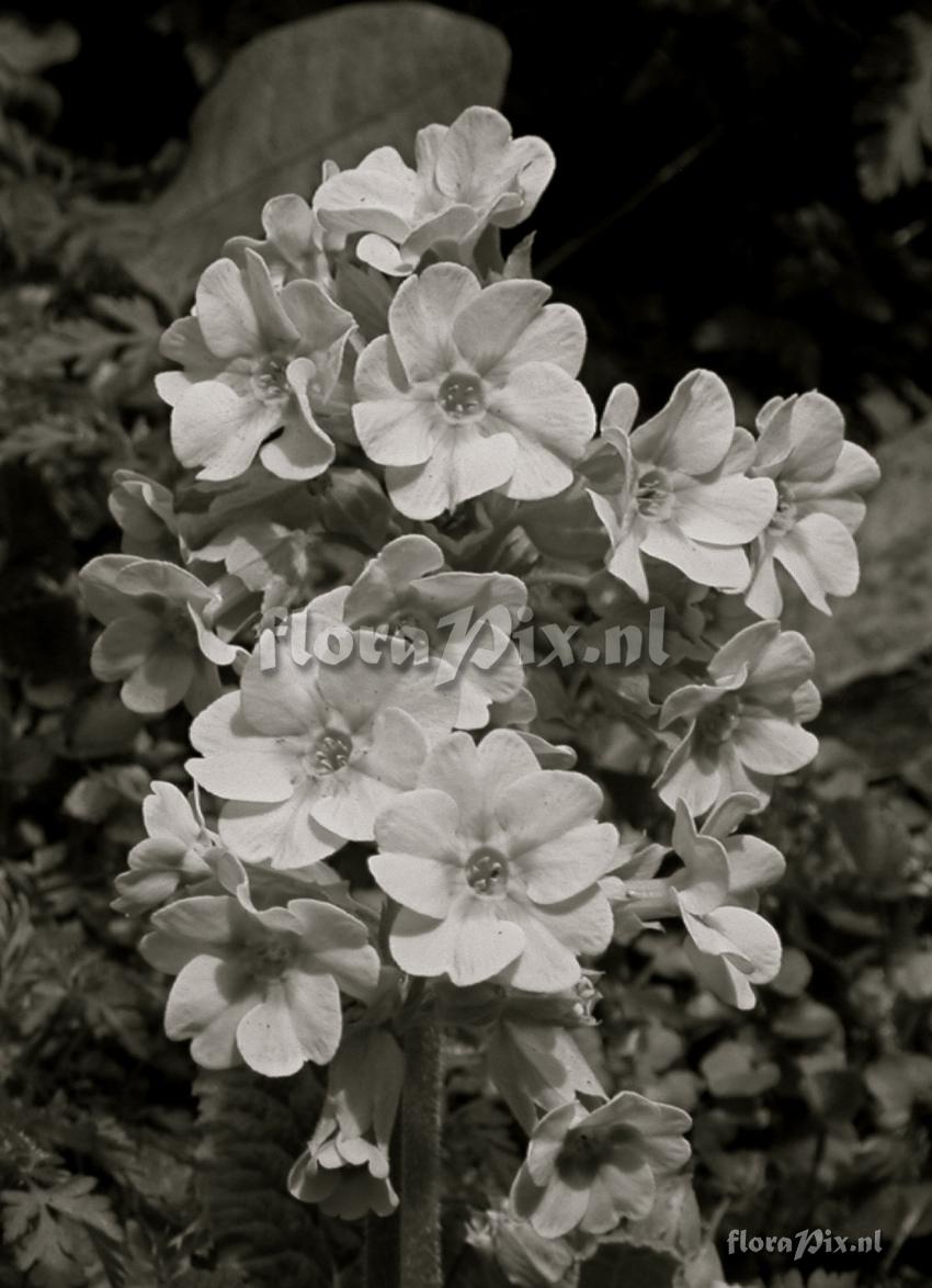 Primula B&W