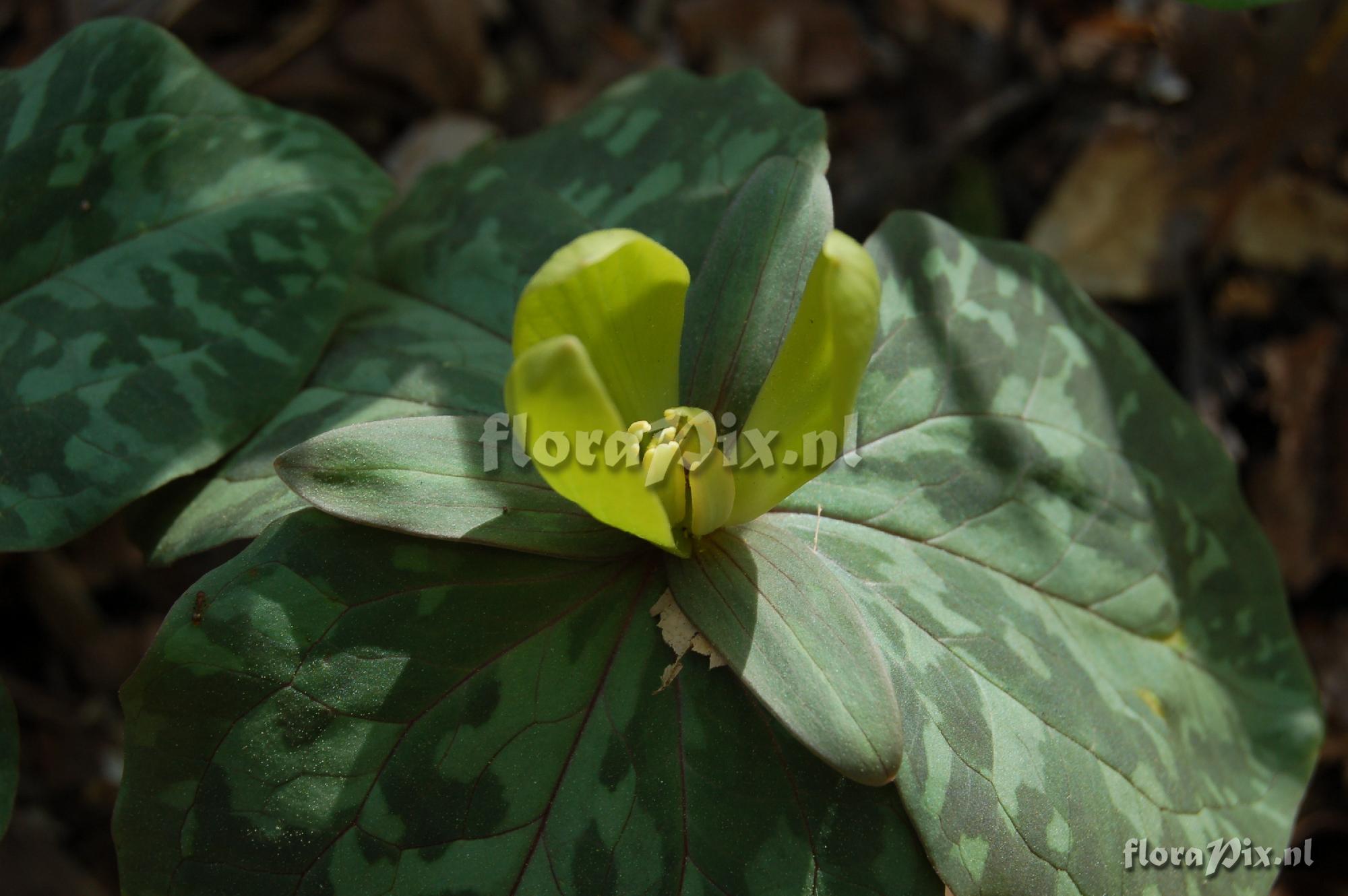 Trillium cuneatum ? yellow