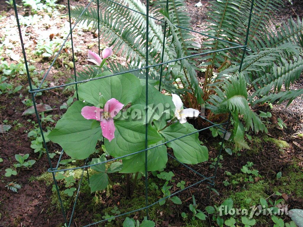 Trillium ovatum