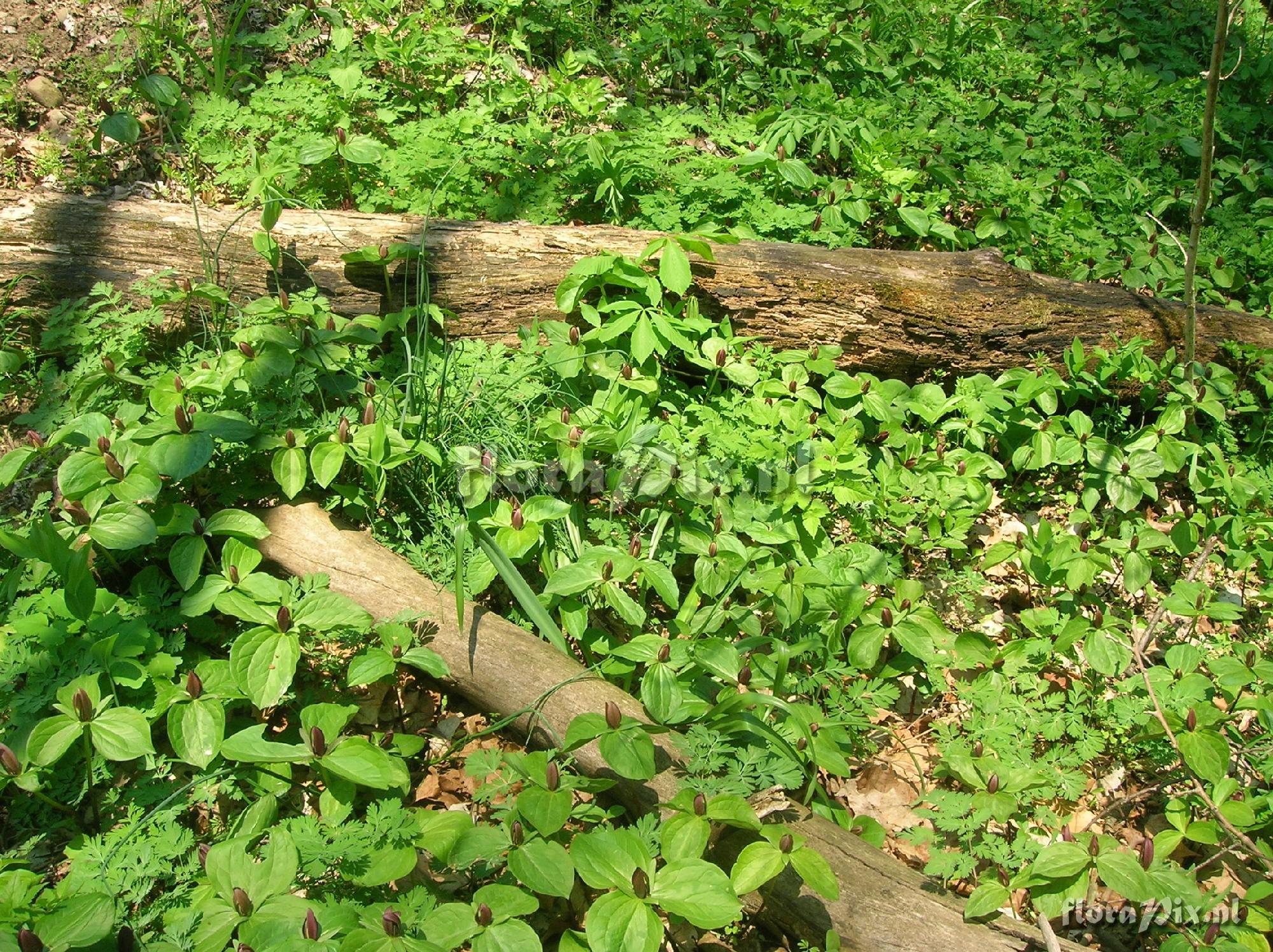 Trillium sessile