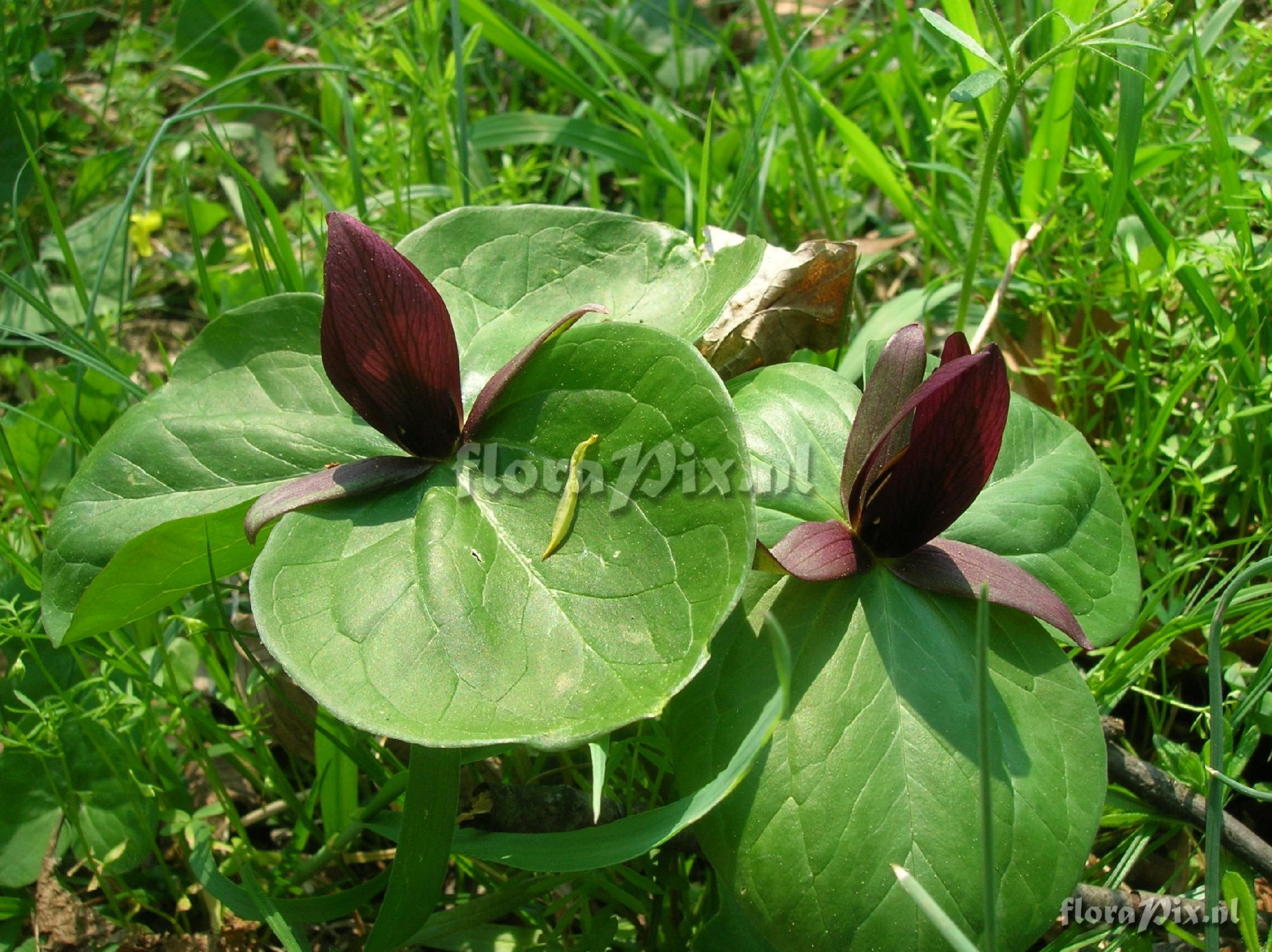 Trillium sessile