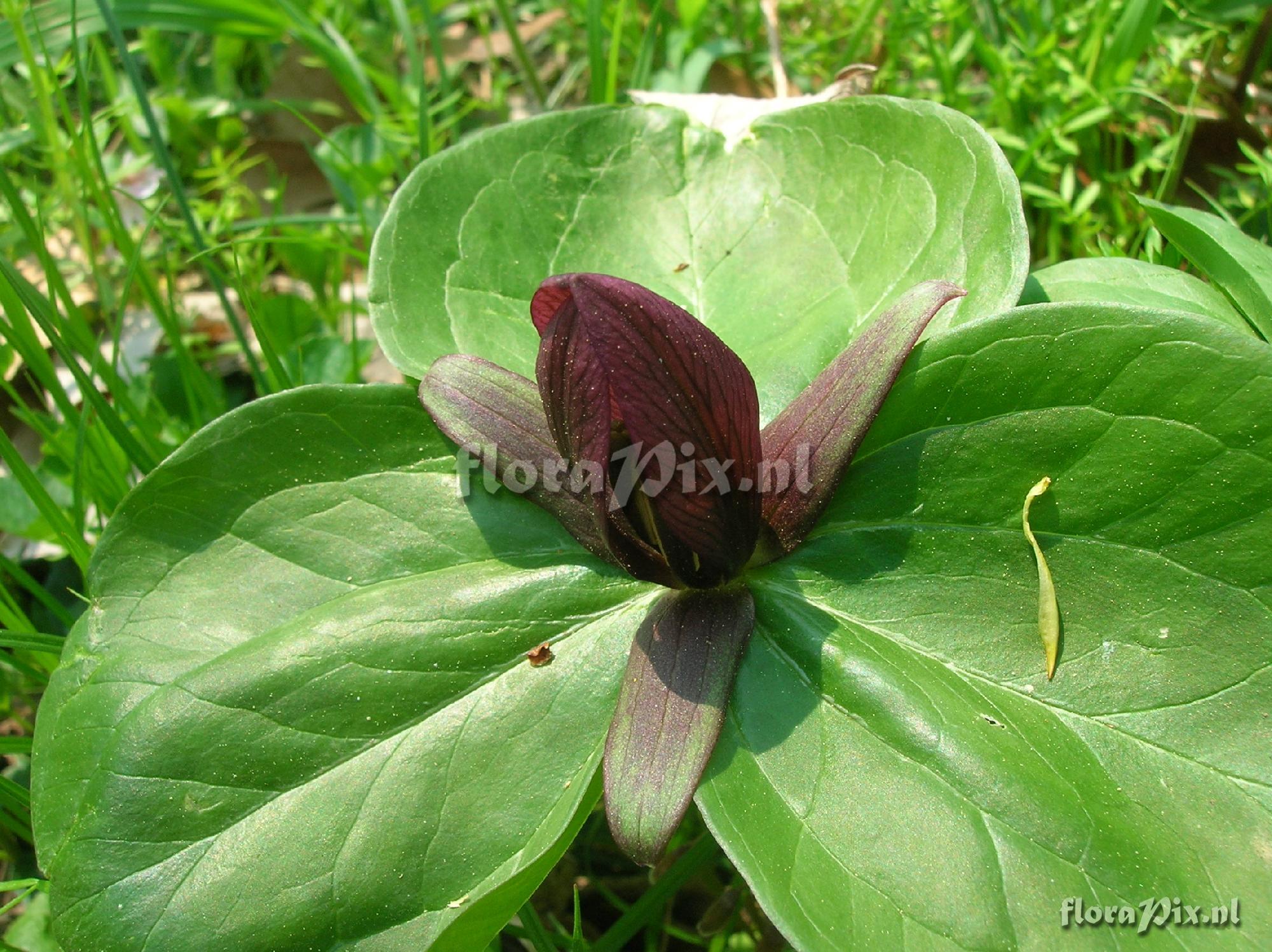 Trillium sessile