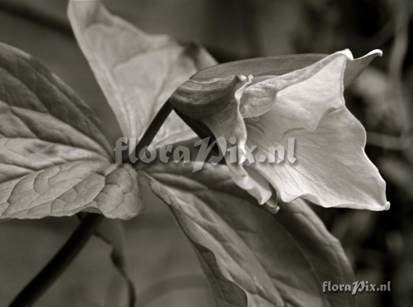 Trillium sp. 