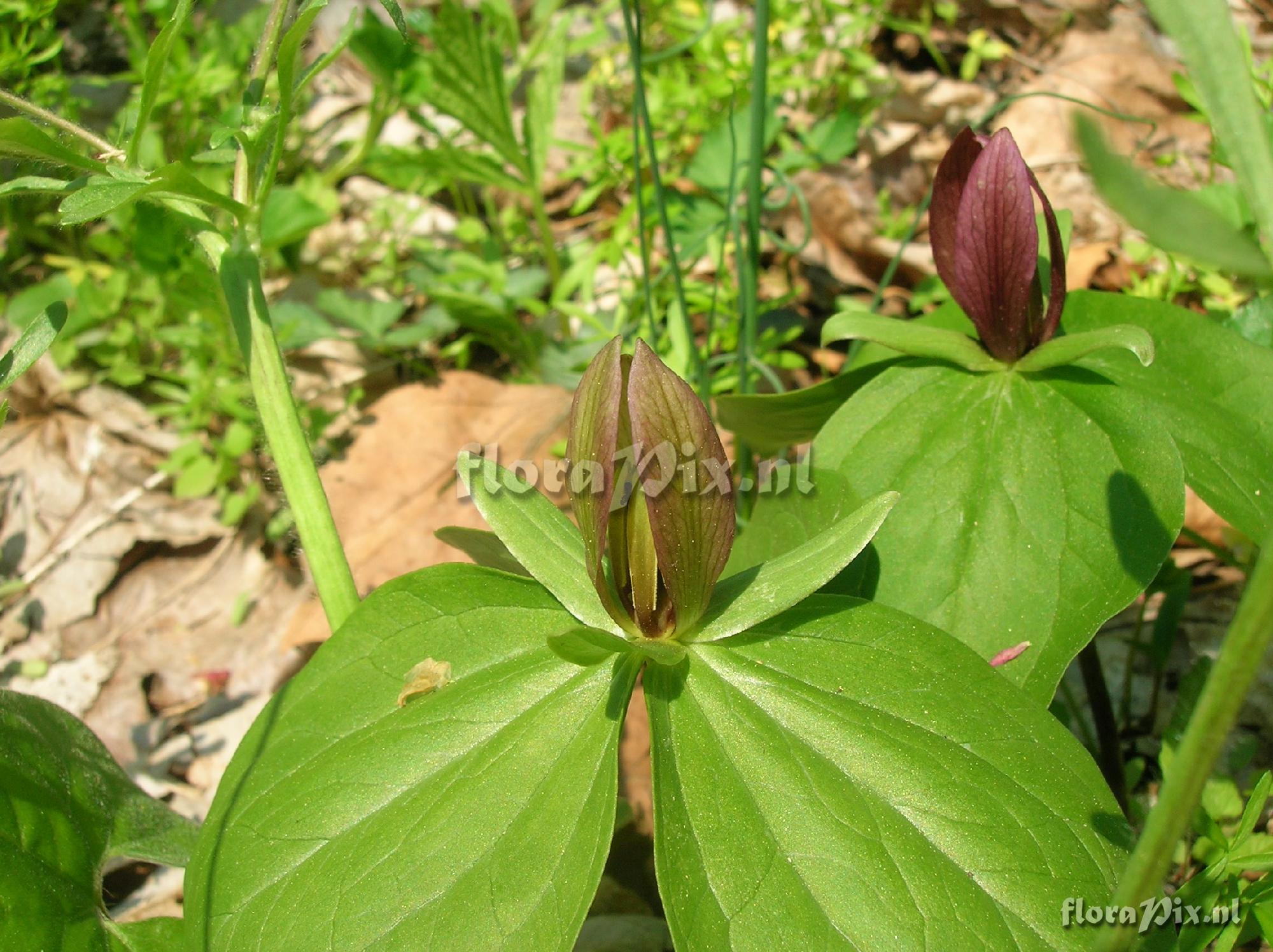 Trillium_sessile