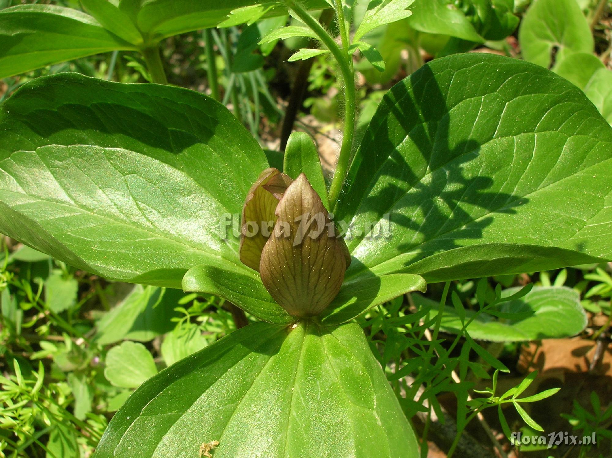 Trillium sessile