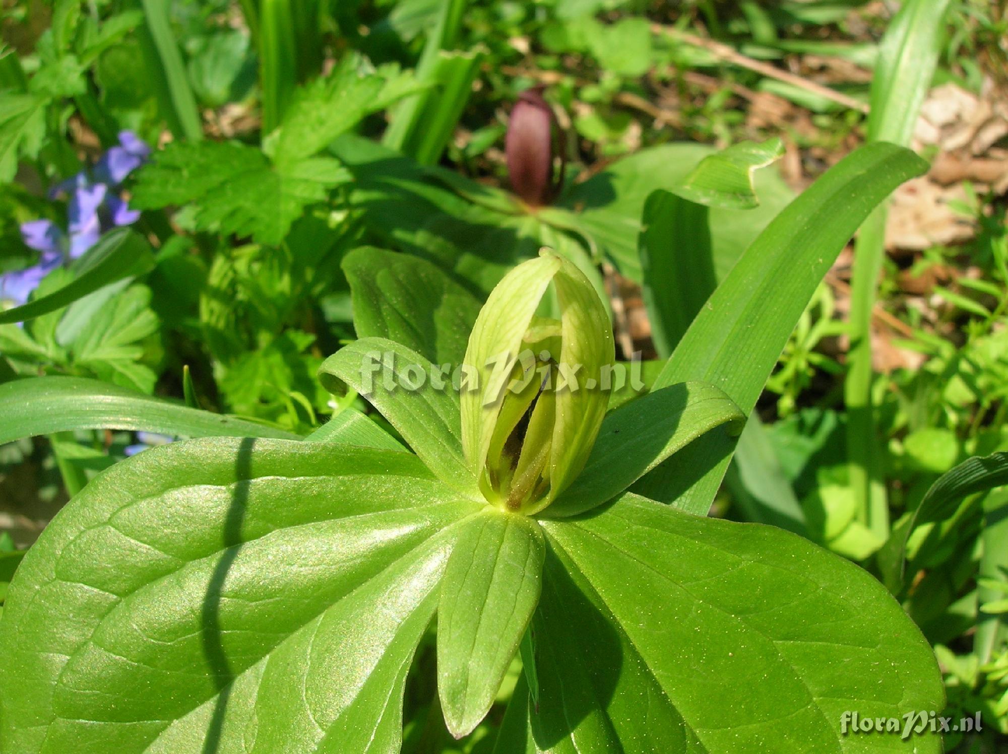 Trillium sessile