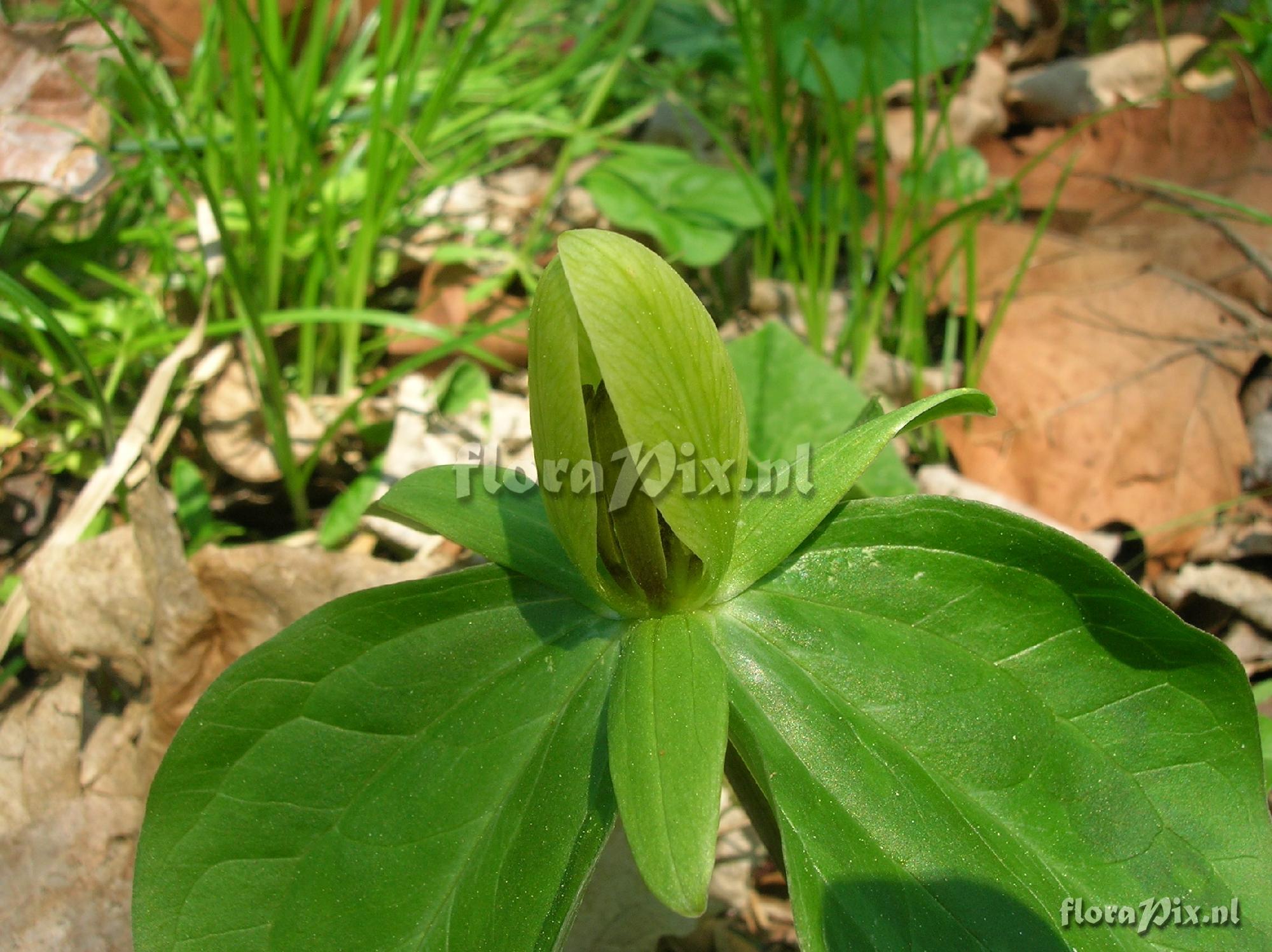 Trillium sessile