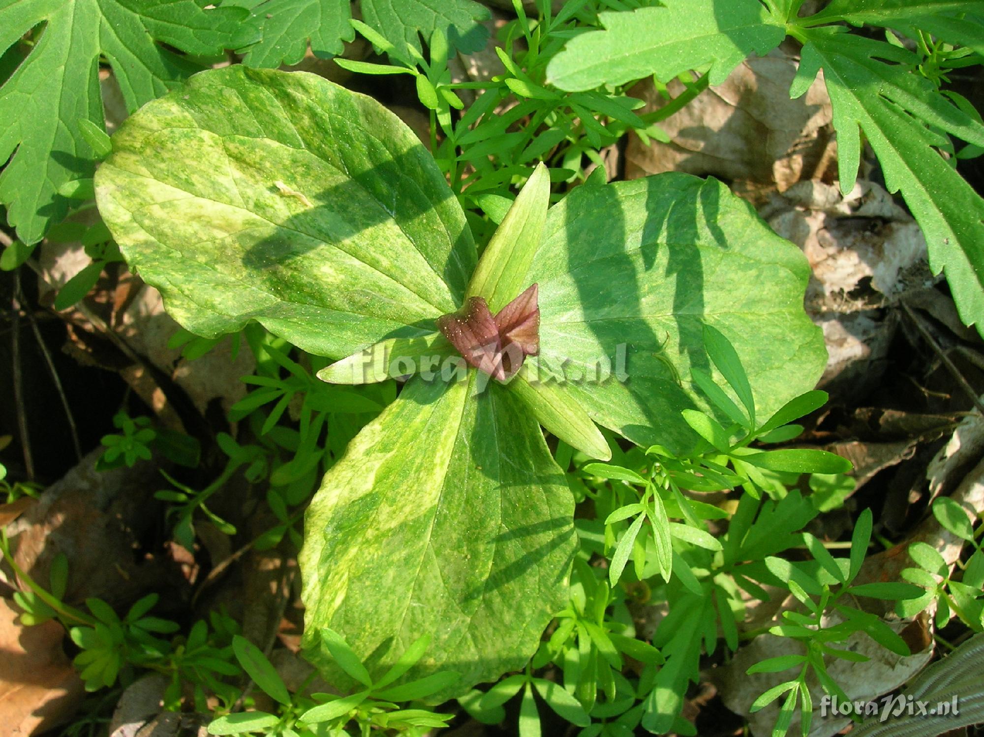 Trillium sessile