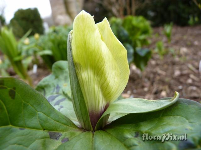 Trillium chloropetalum 