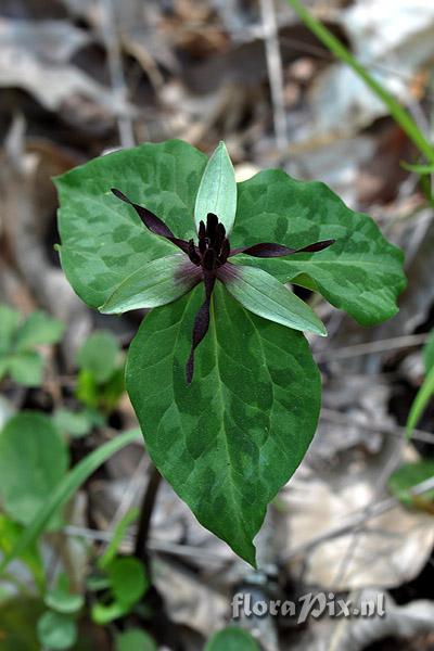 Trillium stamineum