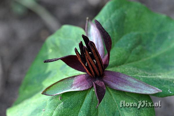 Trillium stamineum