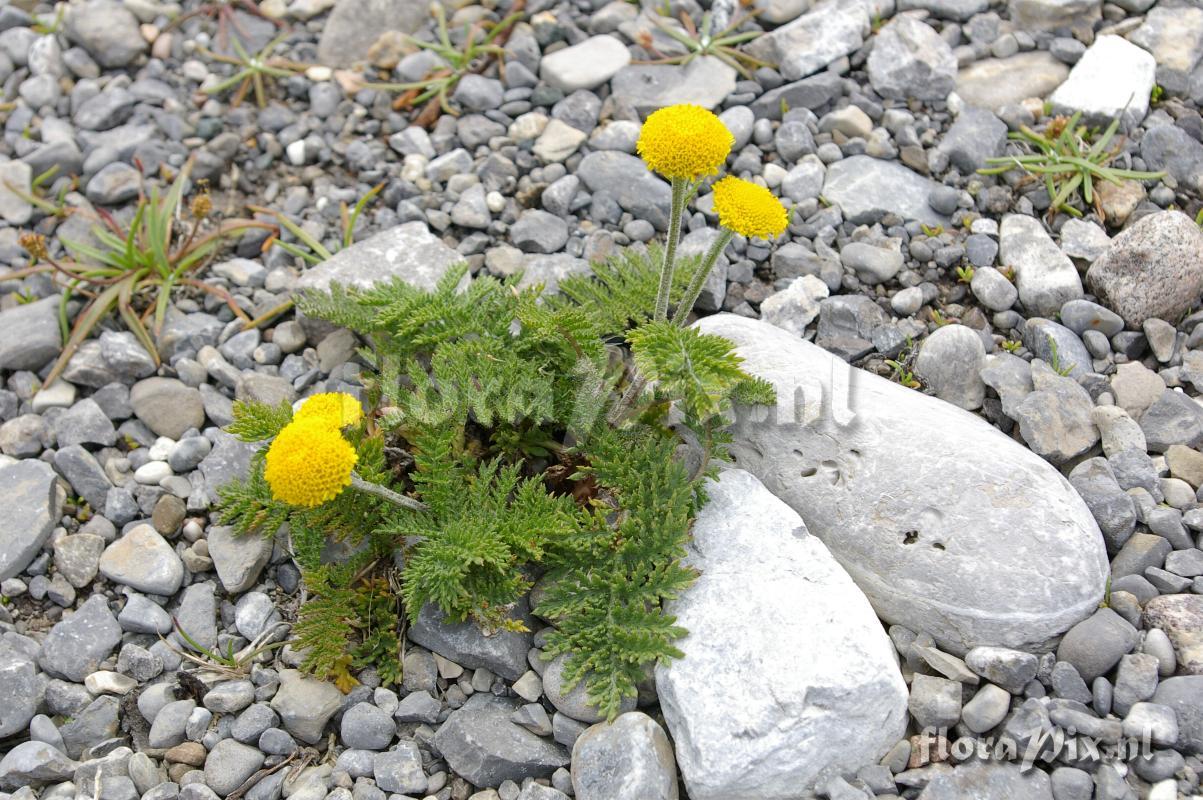 Tanacetum huronense var. terrae-novae