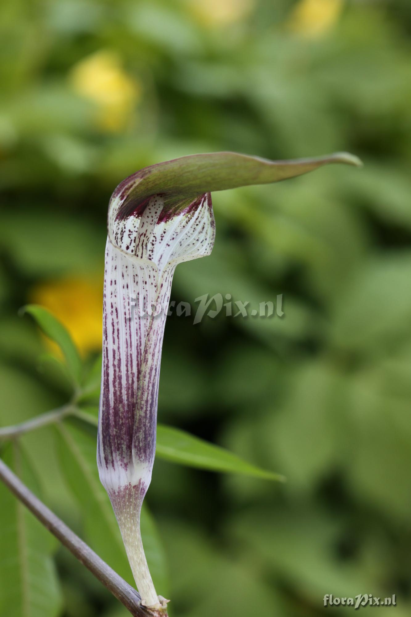 Arisaema iyoanum