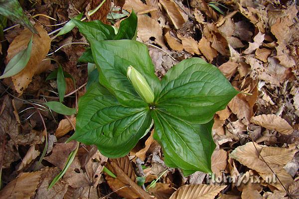 Trillium grandiflorum