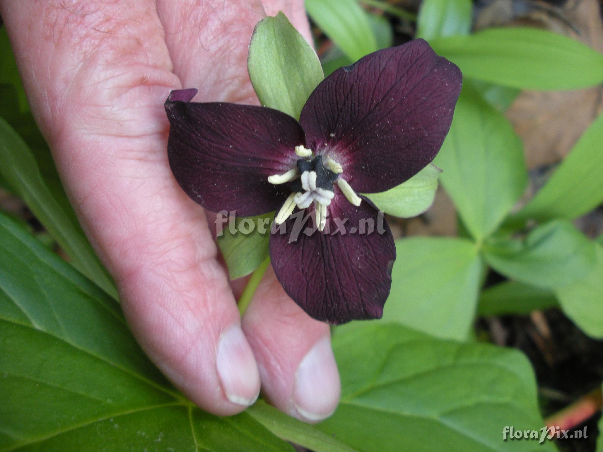 Trillium erectum (near black)