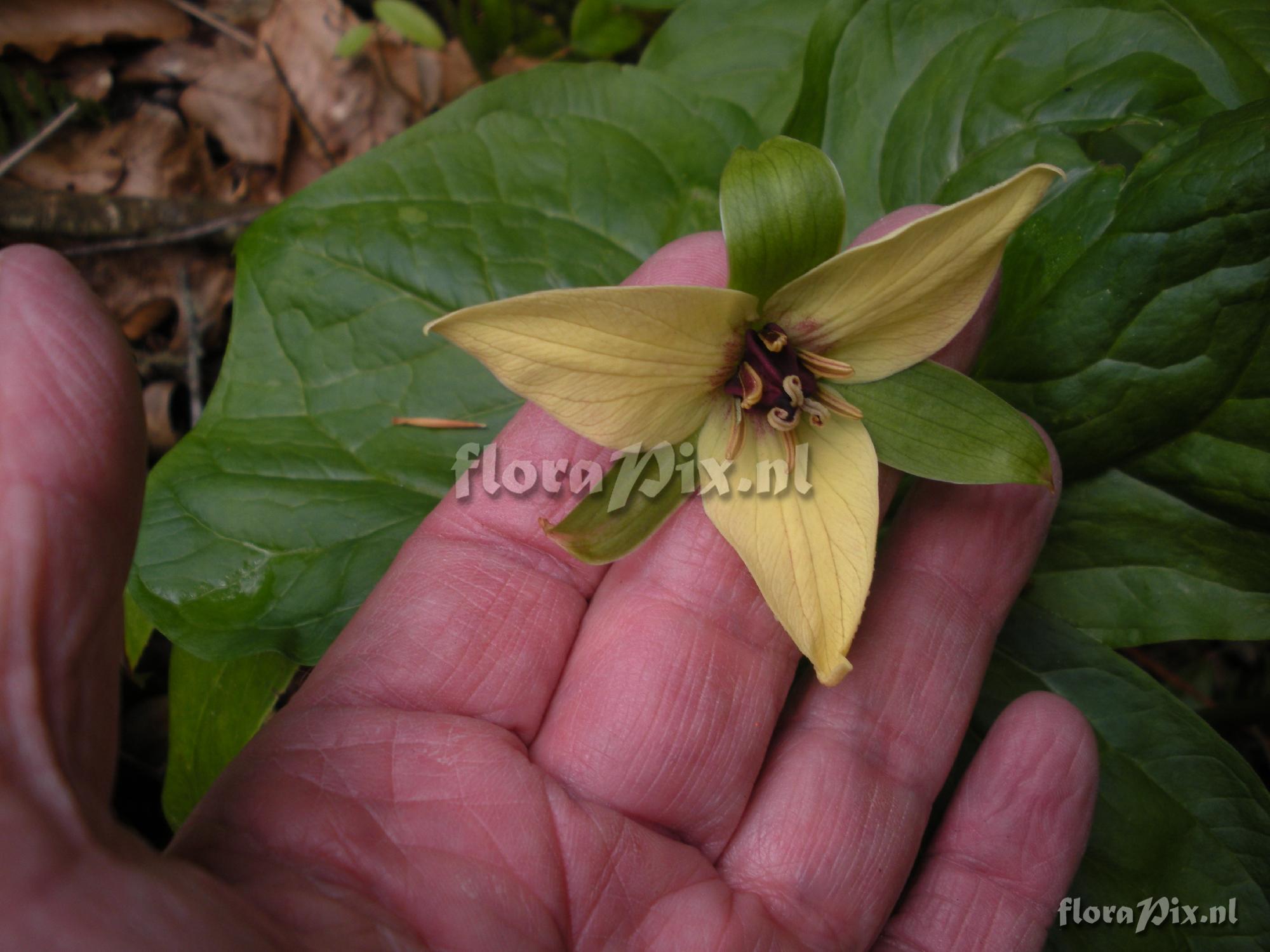 Trillium erectum (near black)