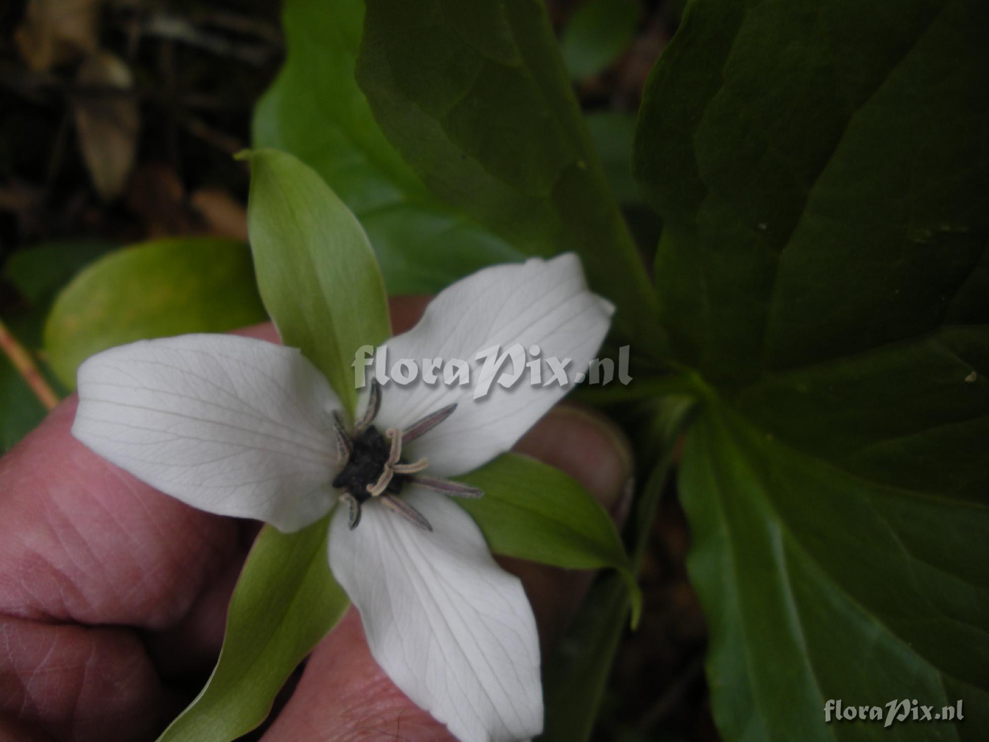 Trillium erectum (near black)