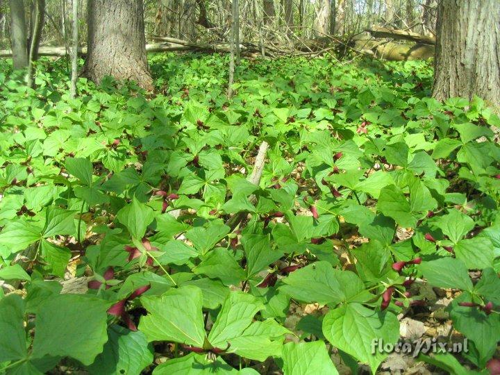 Trillium erectun