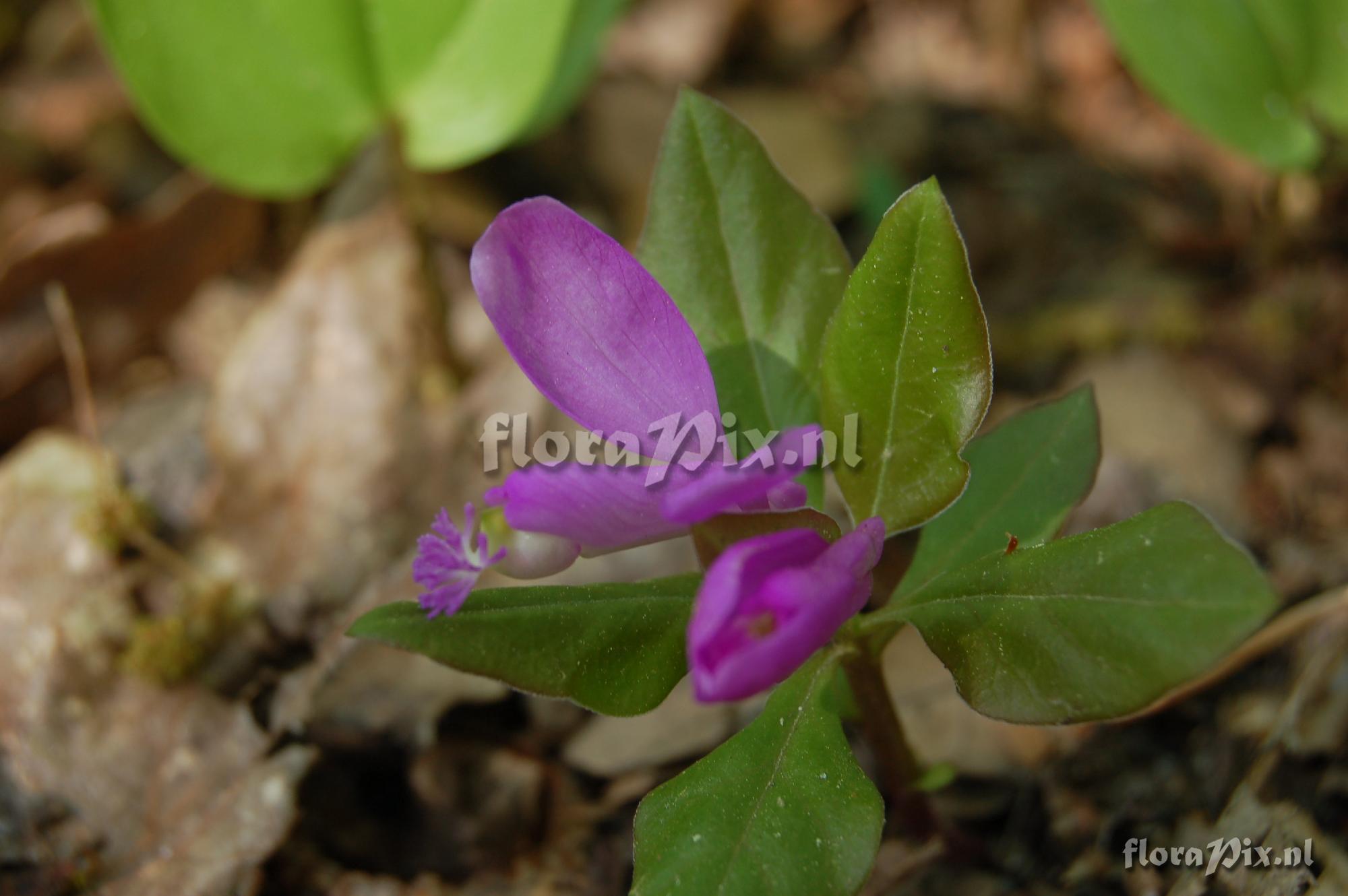 Polygala paucifolia