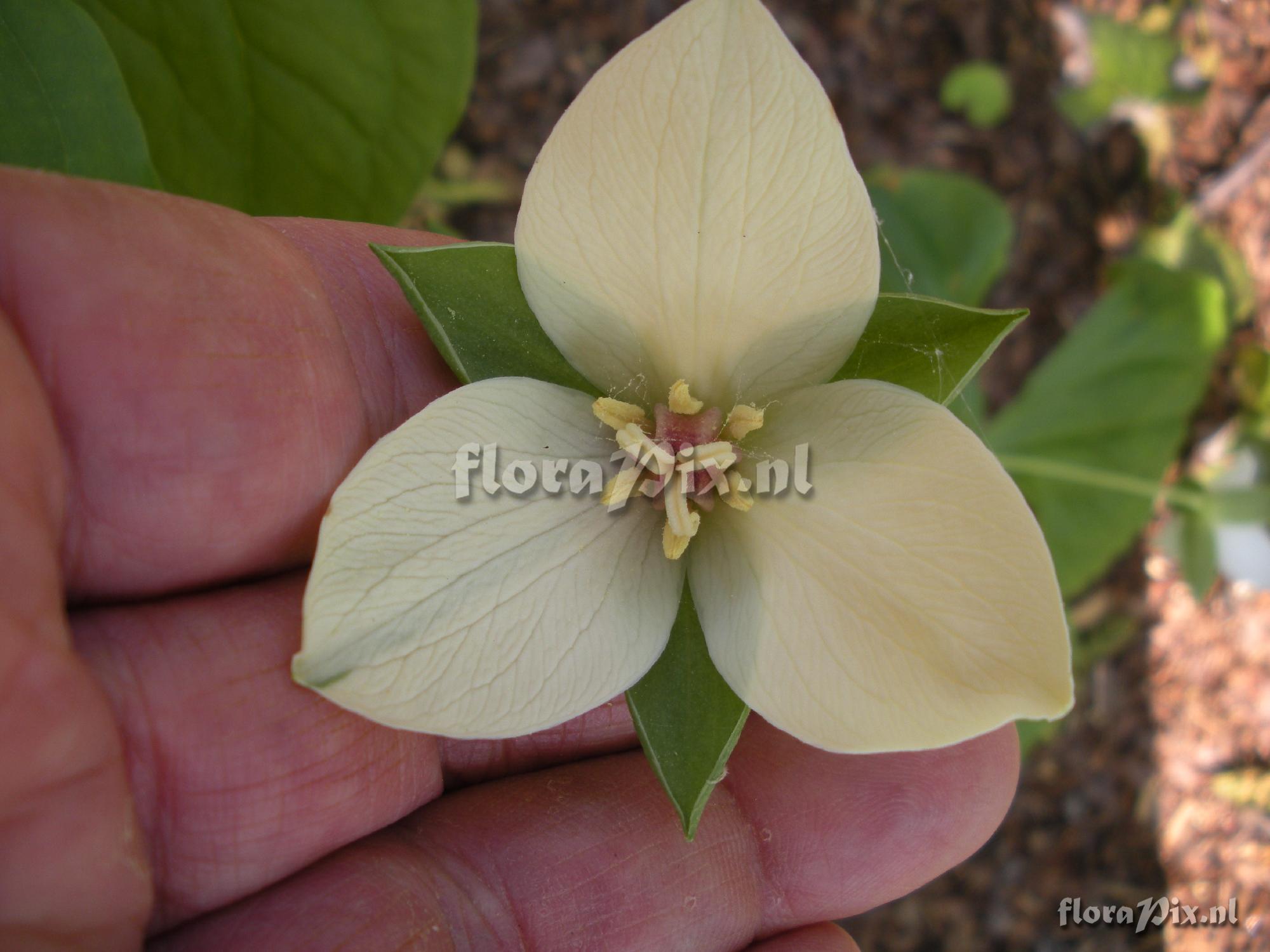 Trillium sulcatum