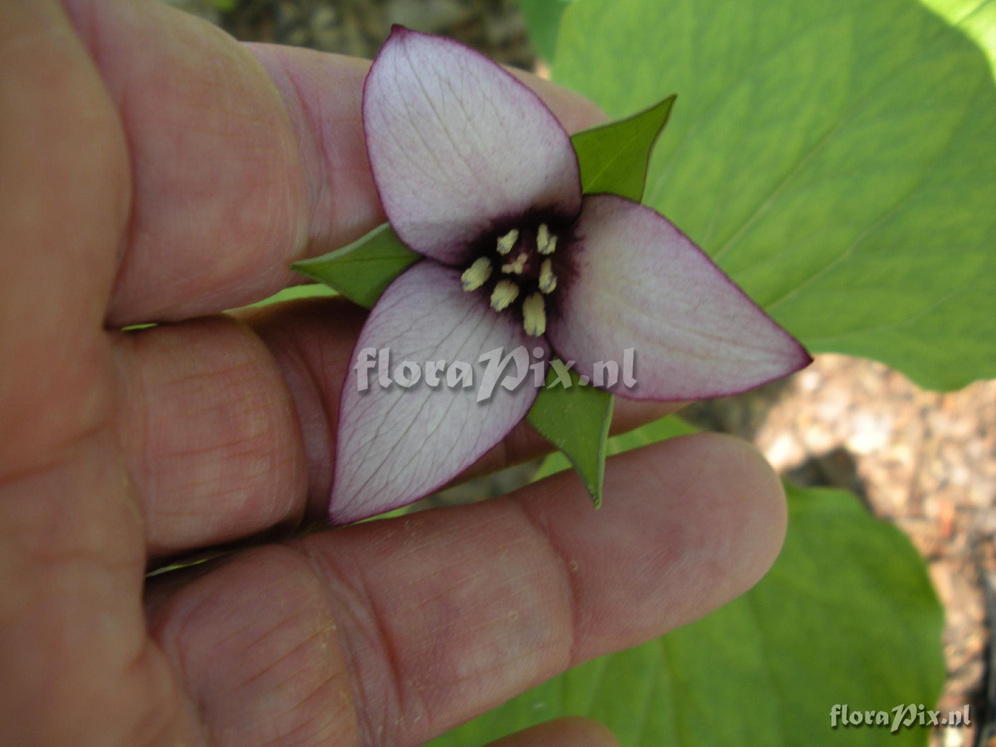 Trillium sulcatum