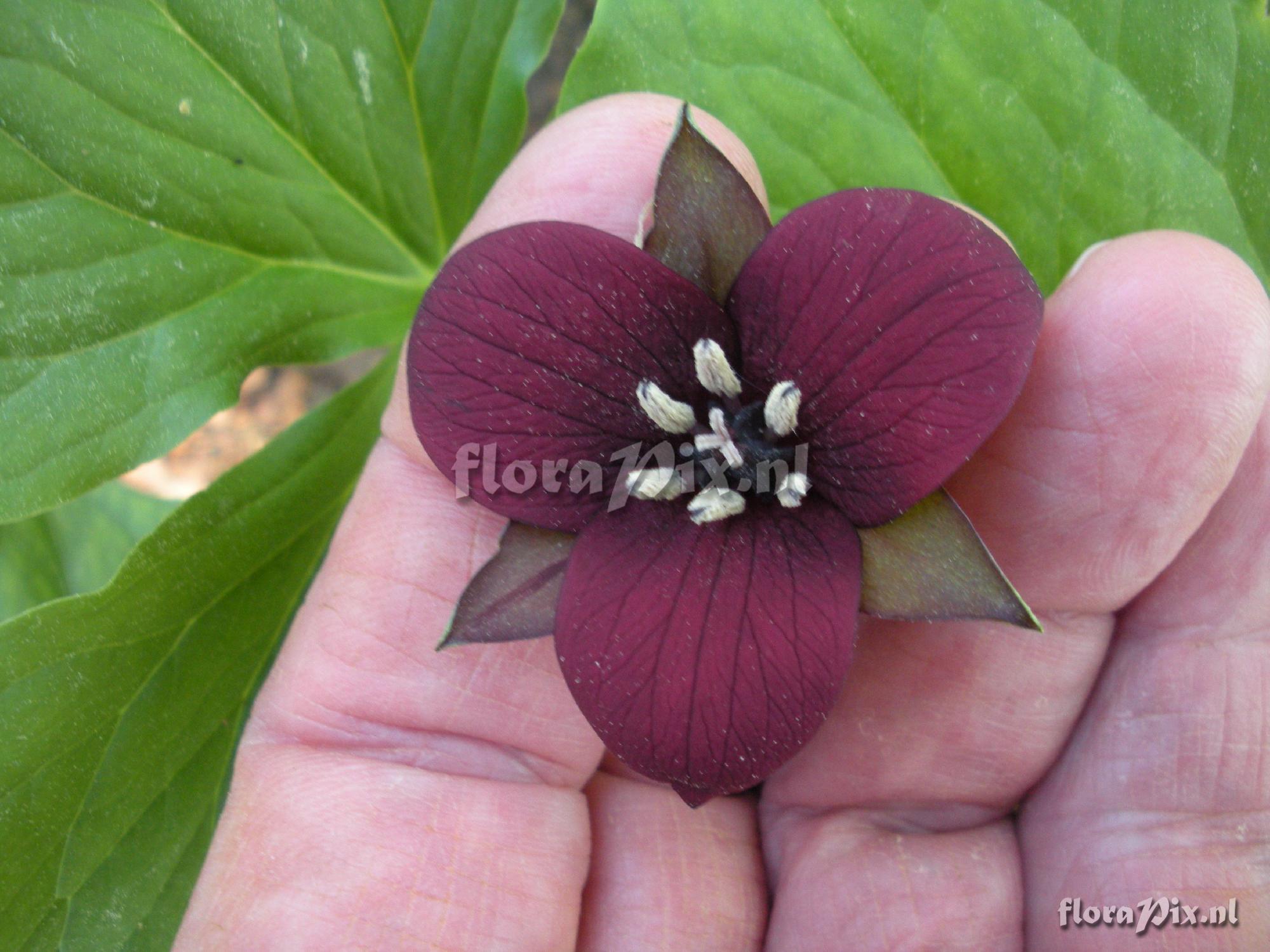 Trillium sulcatum