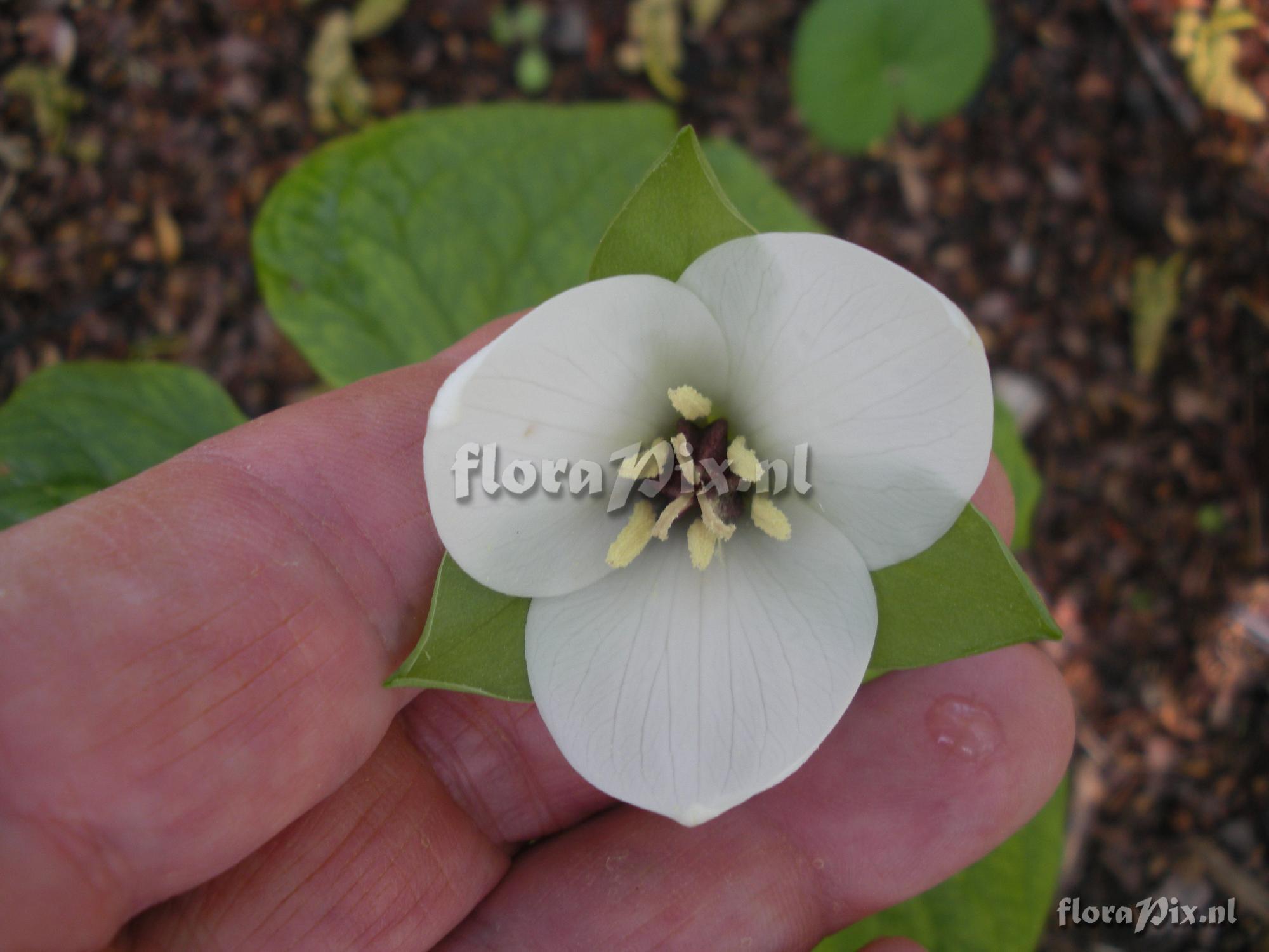 Trillium sulcatum