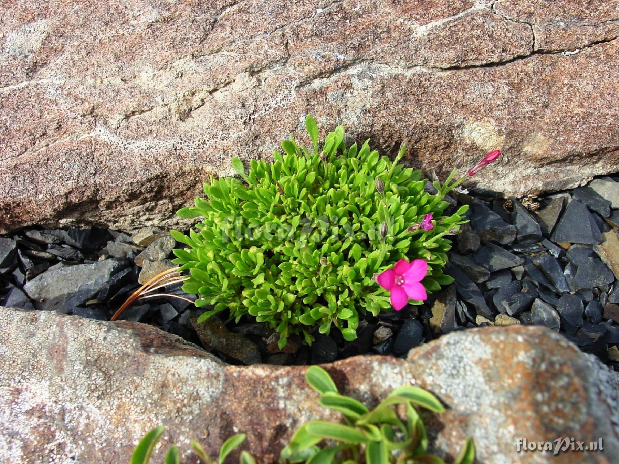 Gilia caespitosa