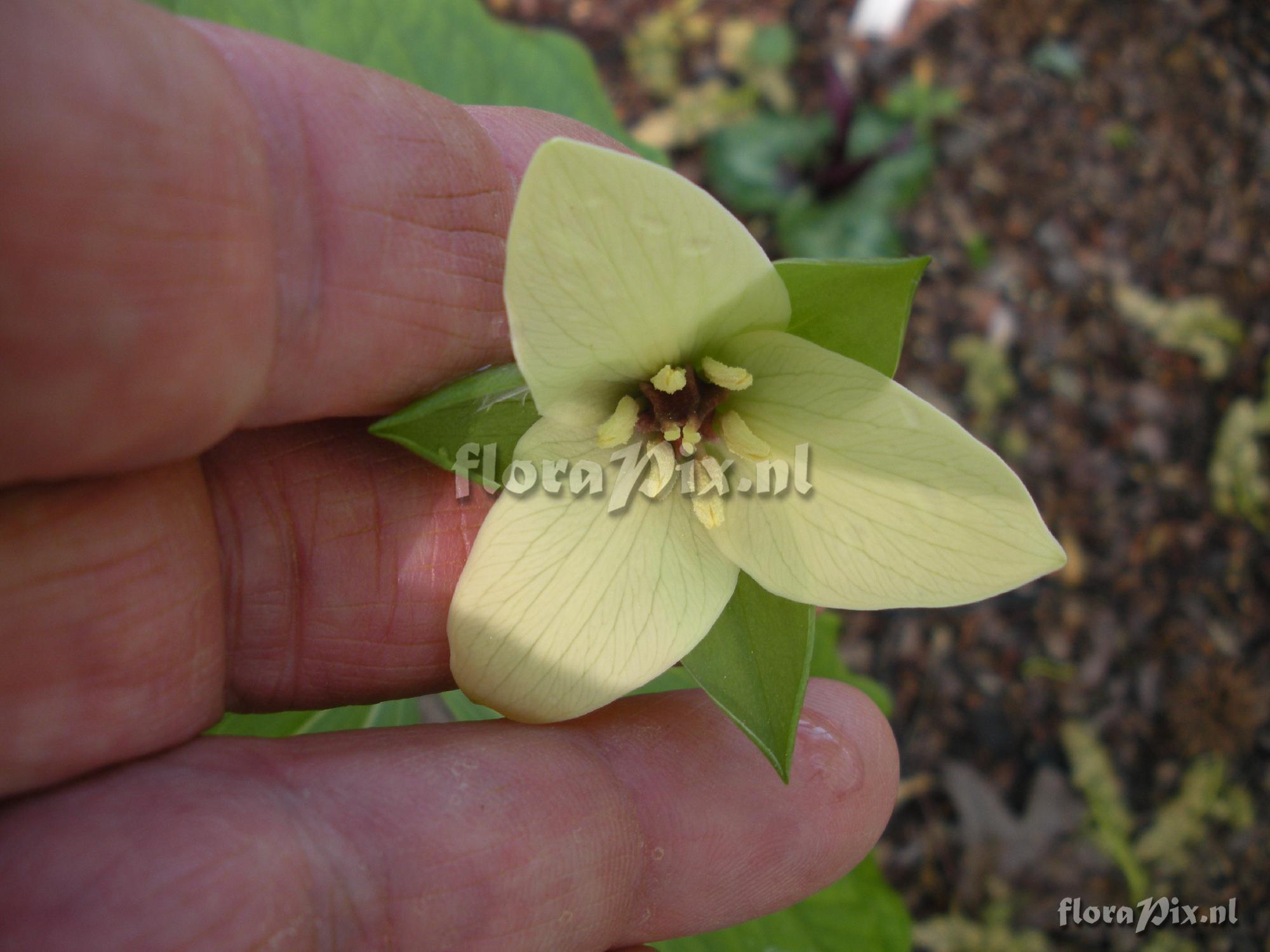 Trillium sulcatum