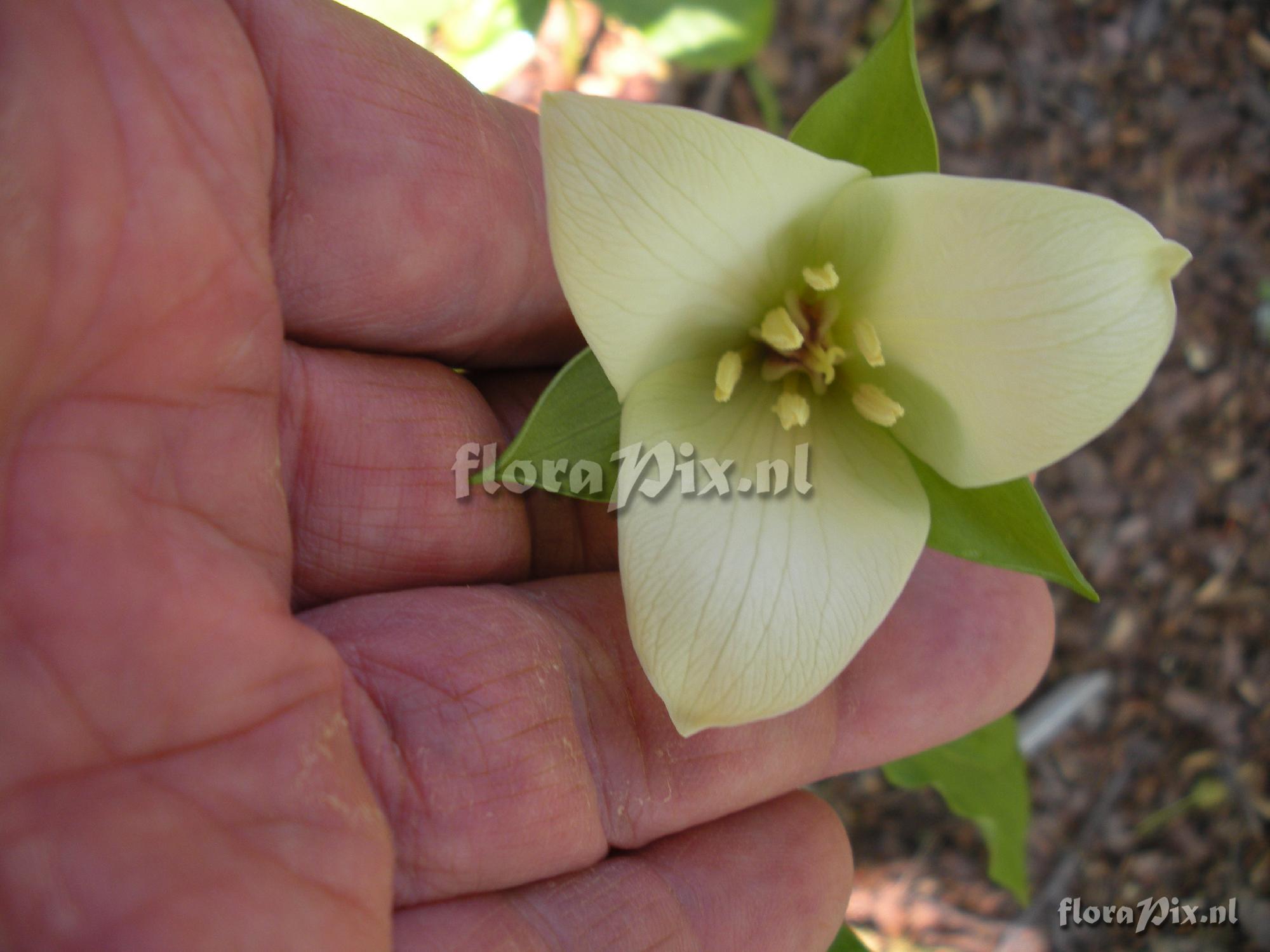 Trillium sulcatum