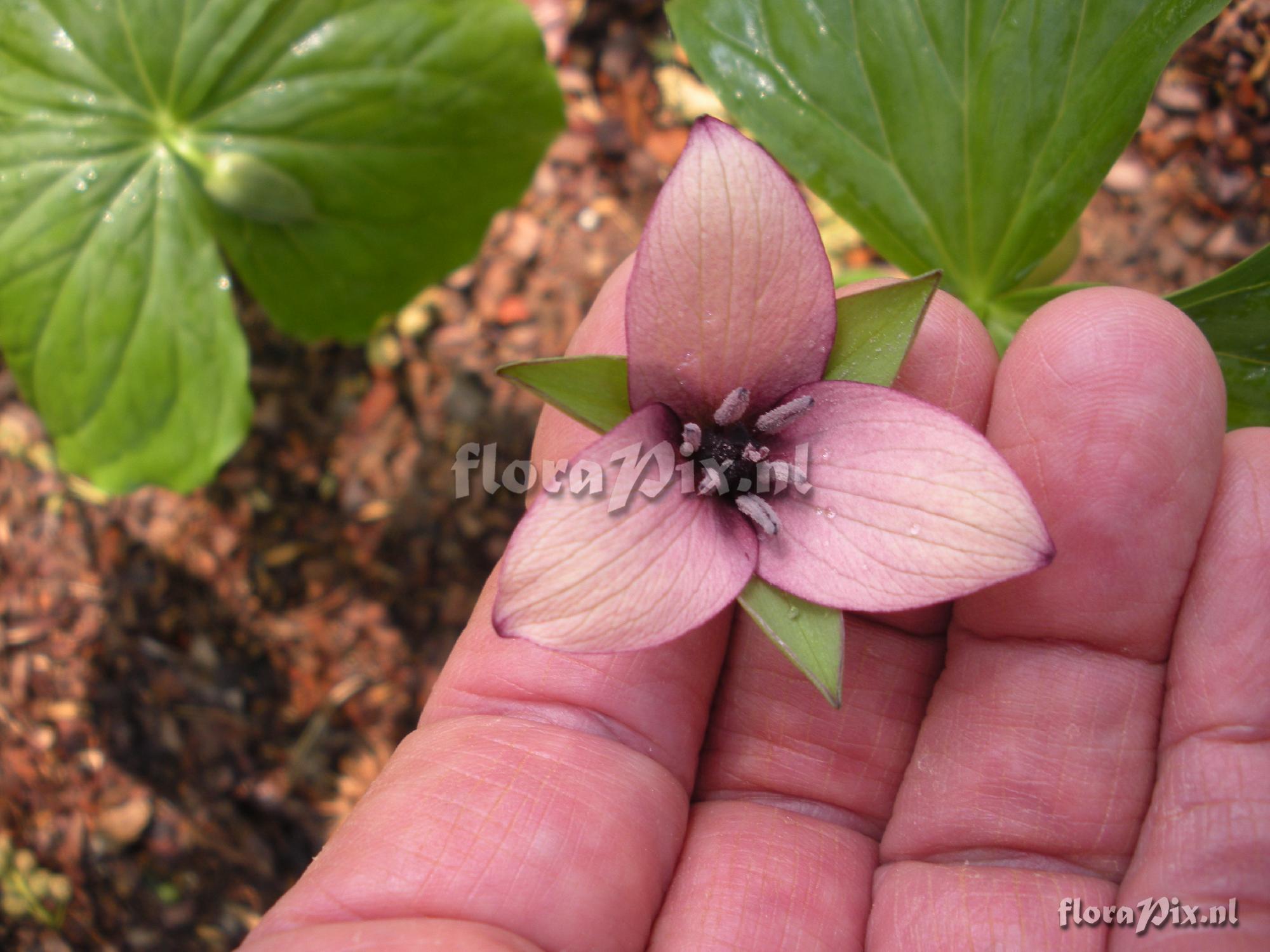 Trillium sulcatum