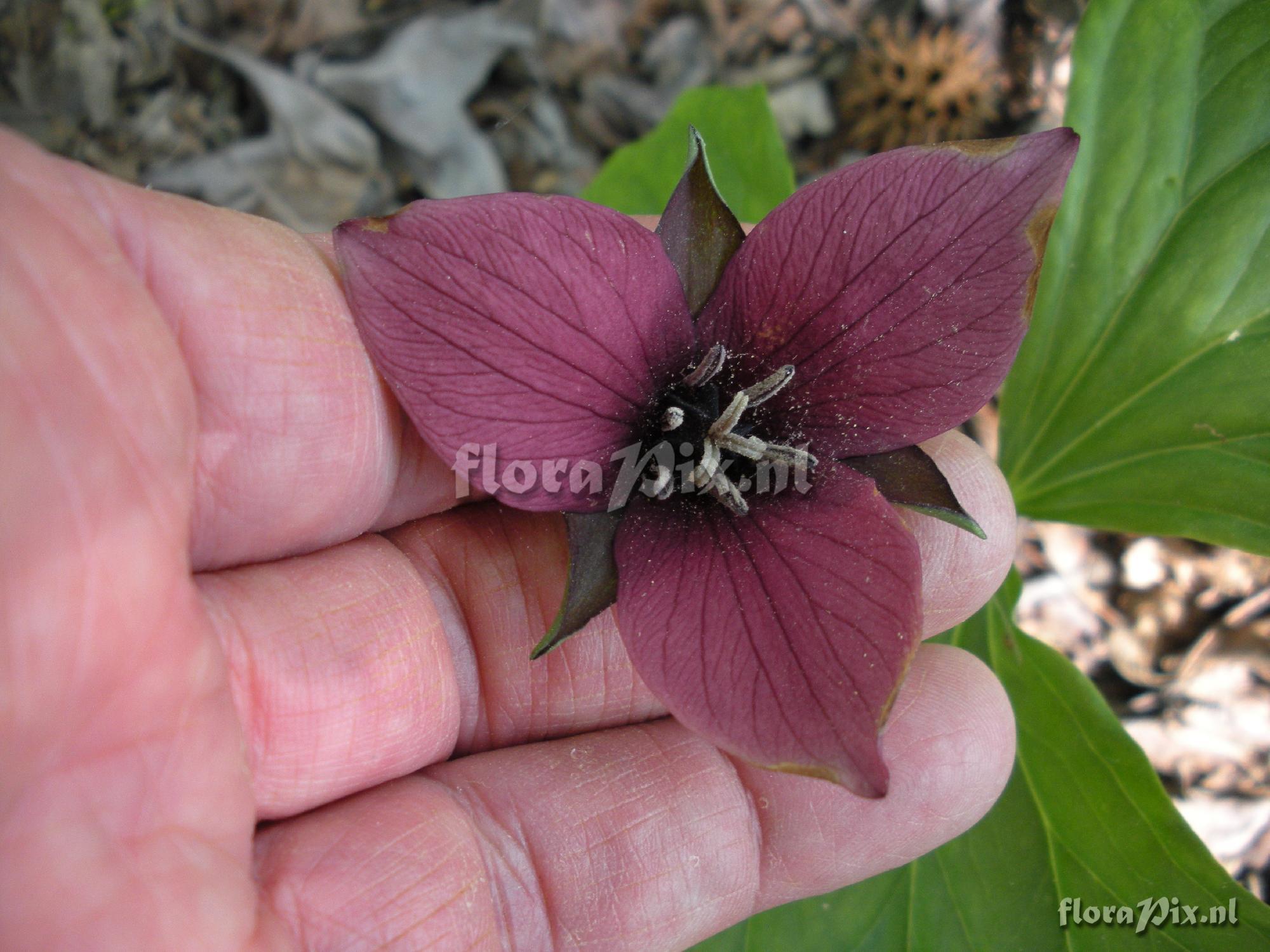 Trillium sulcatum