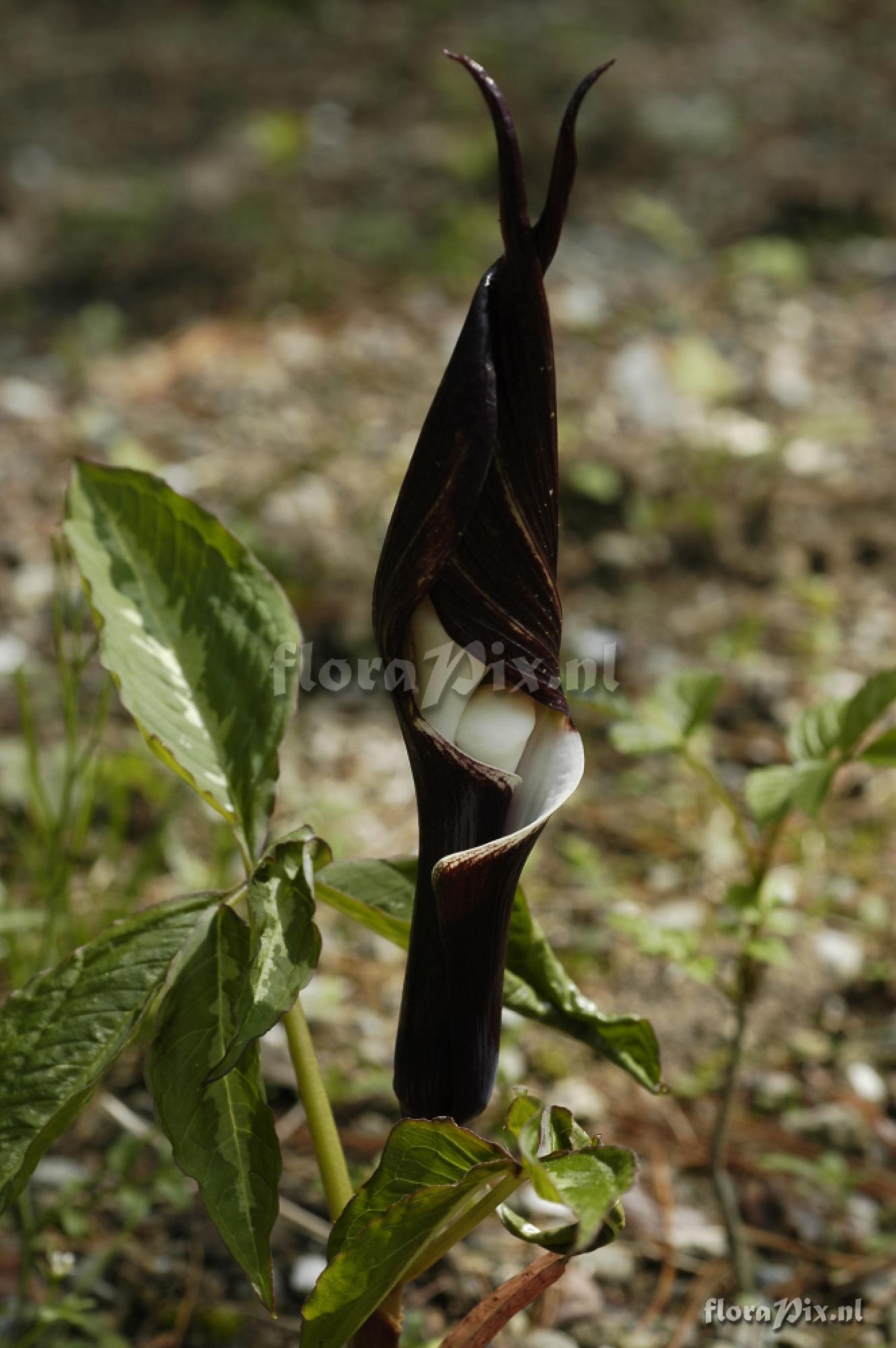 Arisaema Sikokianum