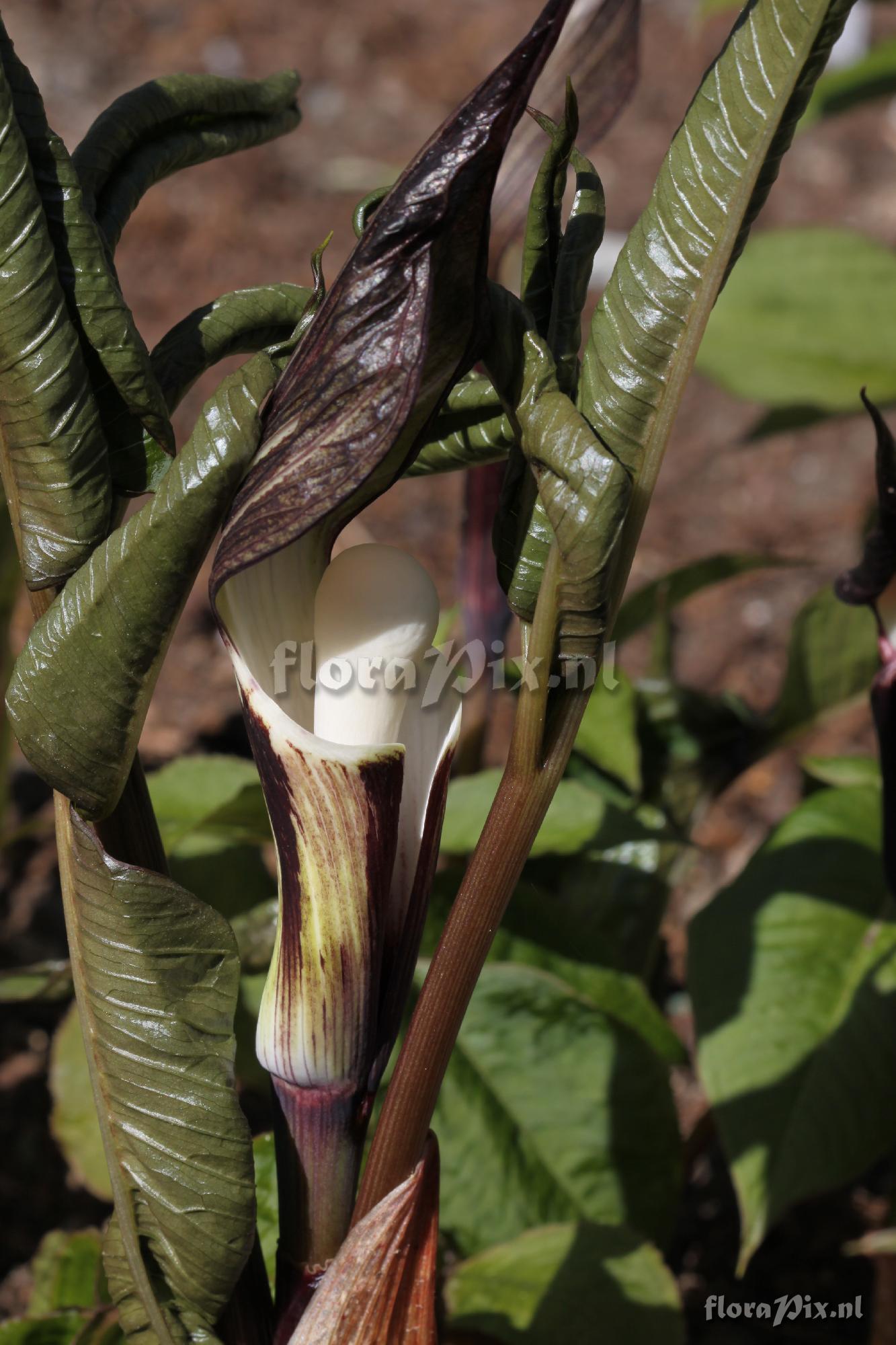 Arisaema sikokianum