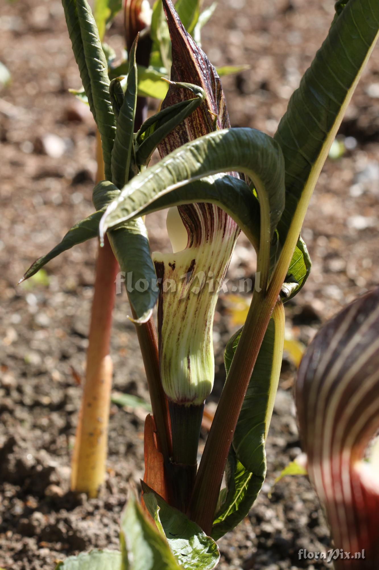 Arisaema sikokianum