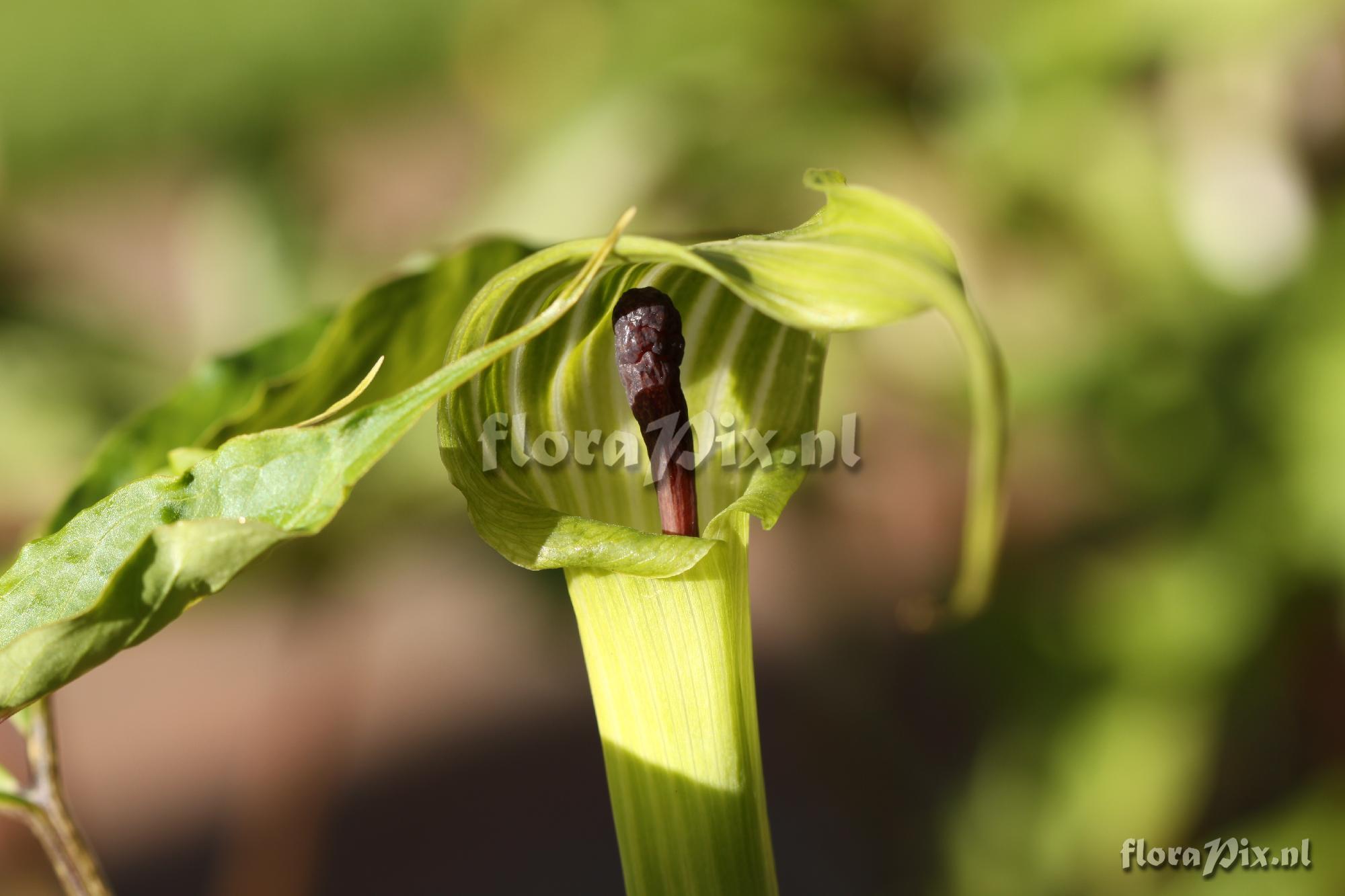 Arisaema ehimense