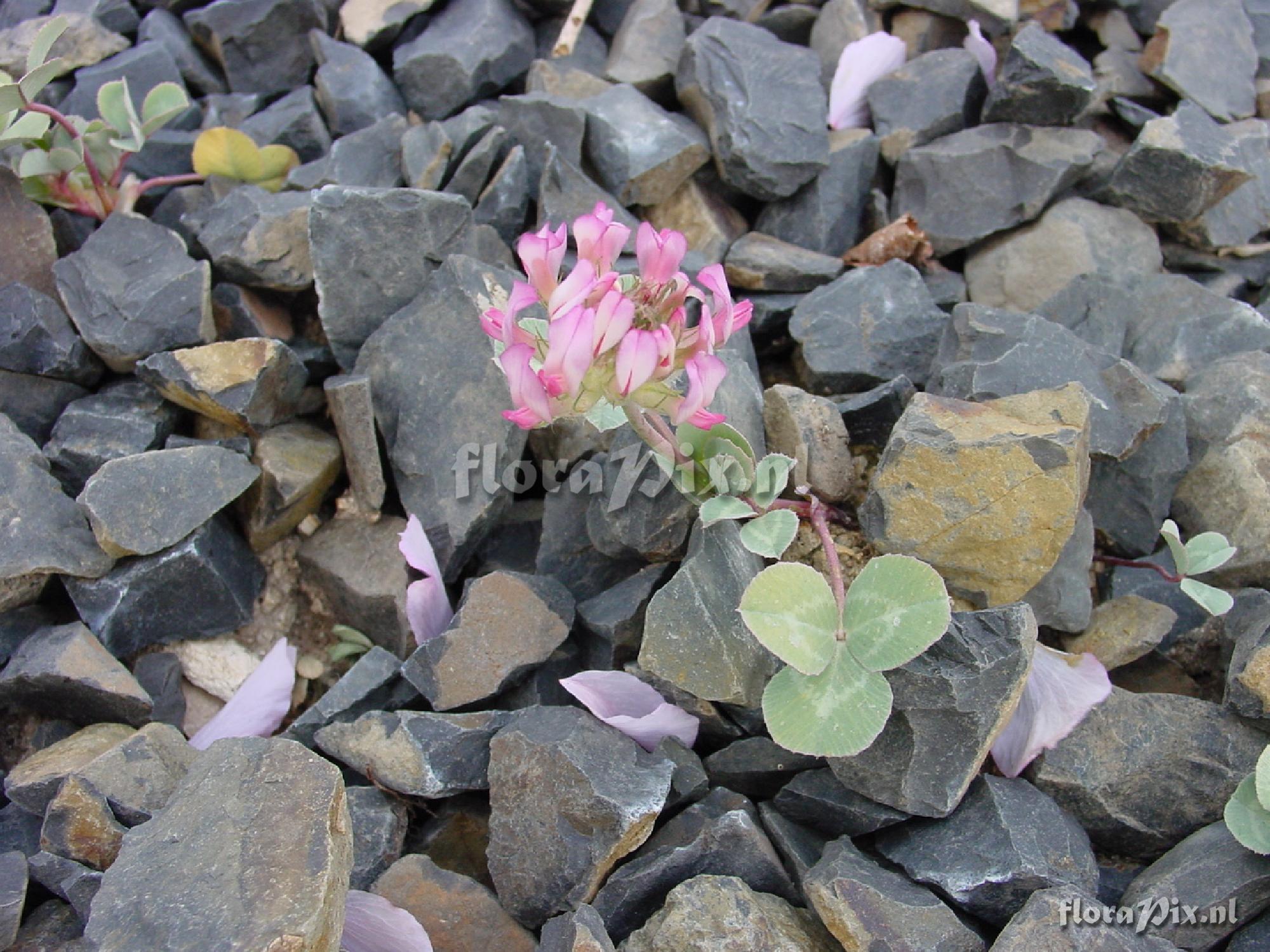 Trifolium owyheense