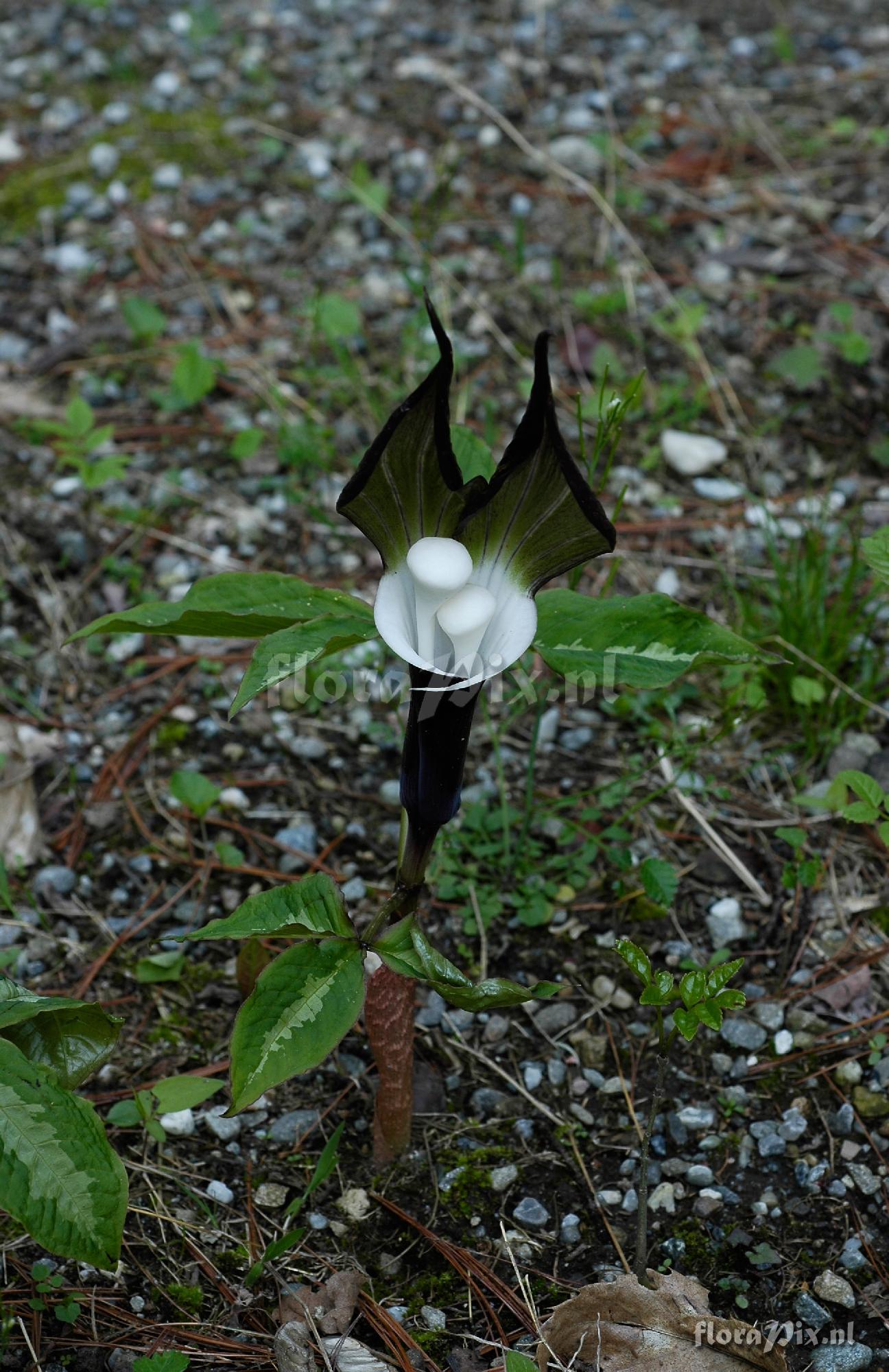 Arisaema Sikokianum