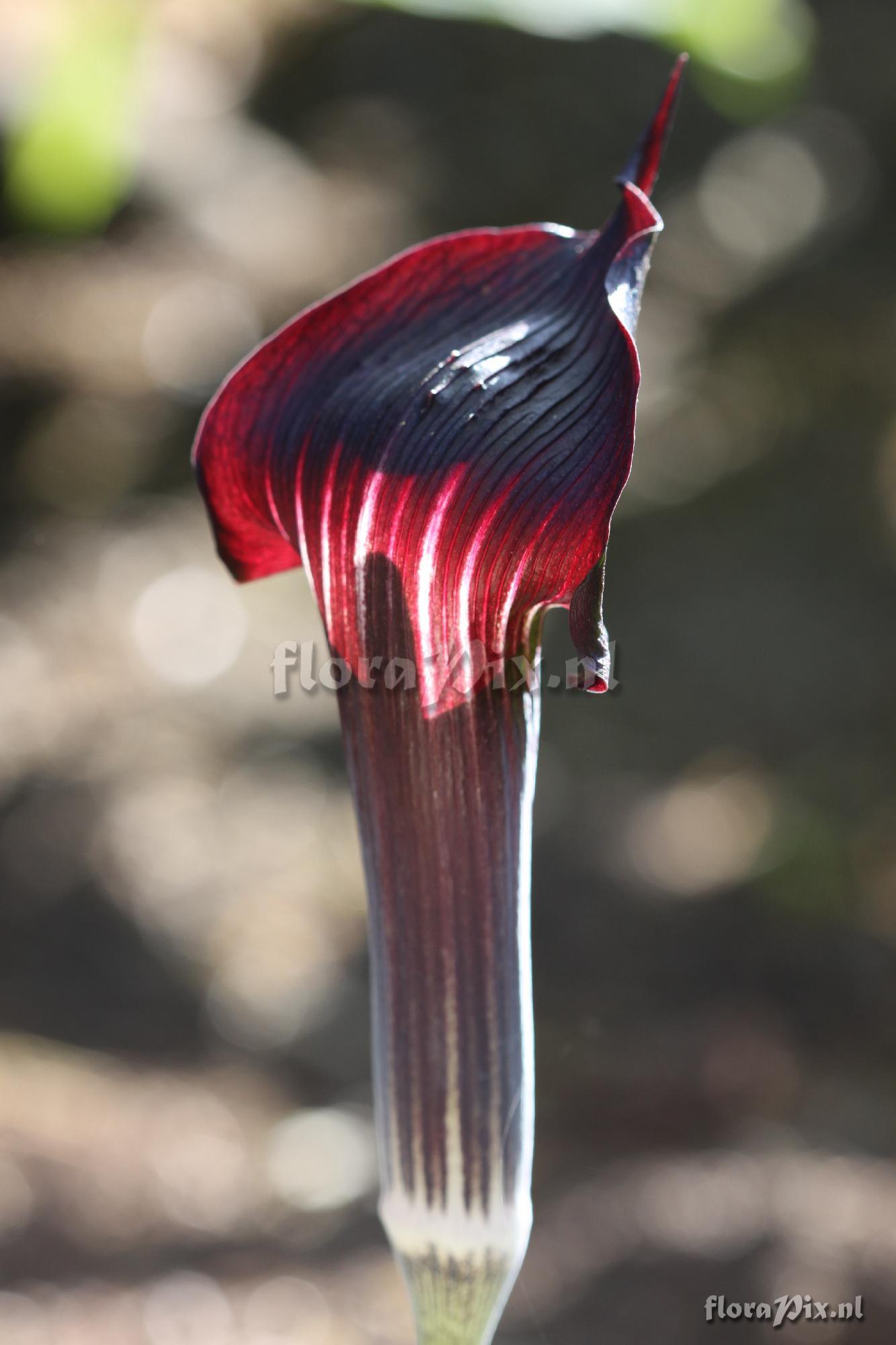 Arisaema mayebarae