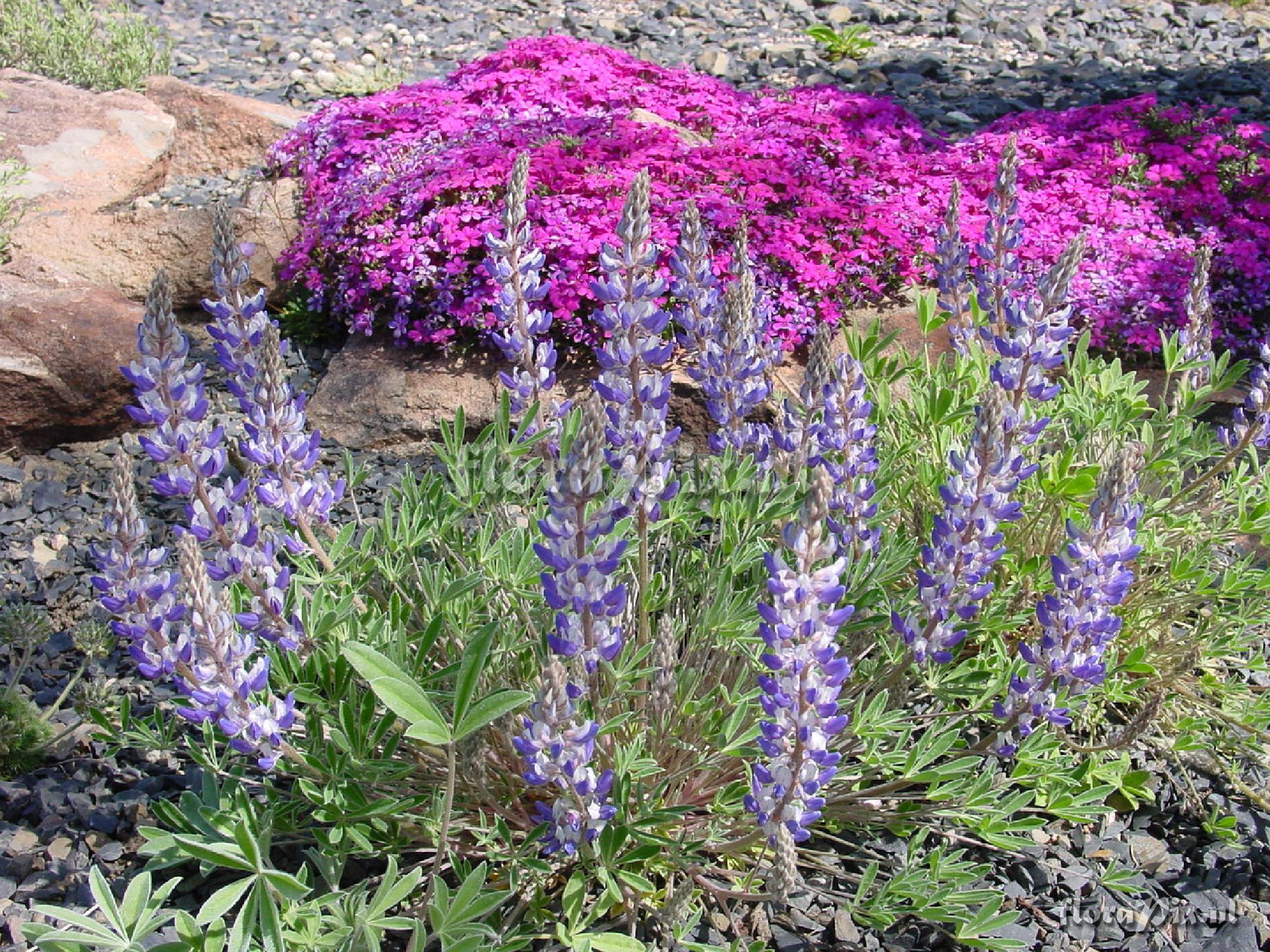 Lupinus lepidus