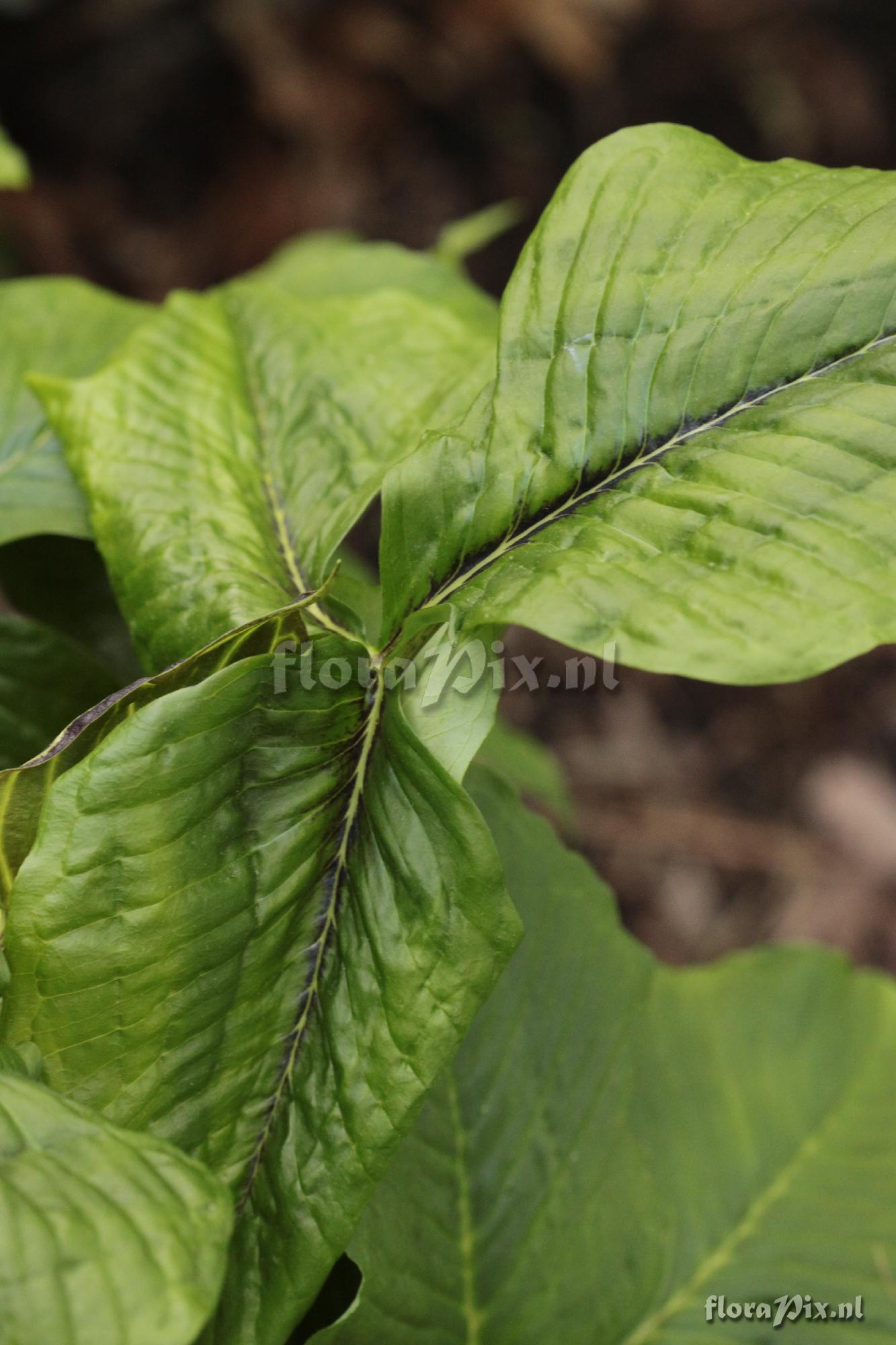 Arisaema triphyllum