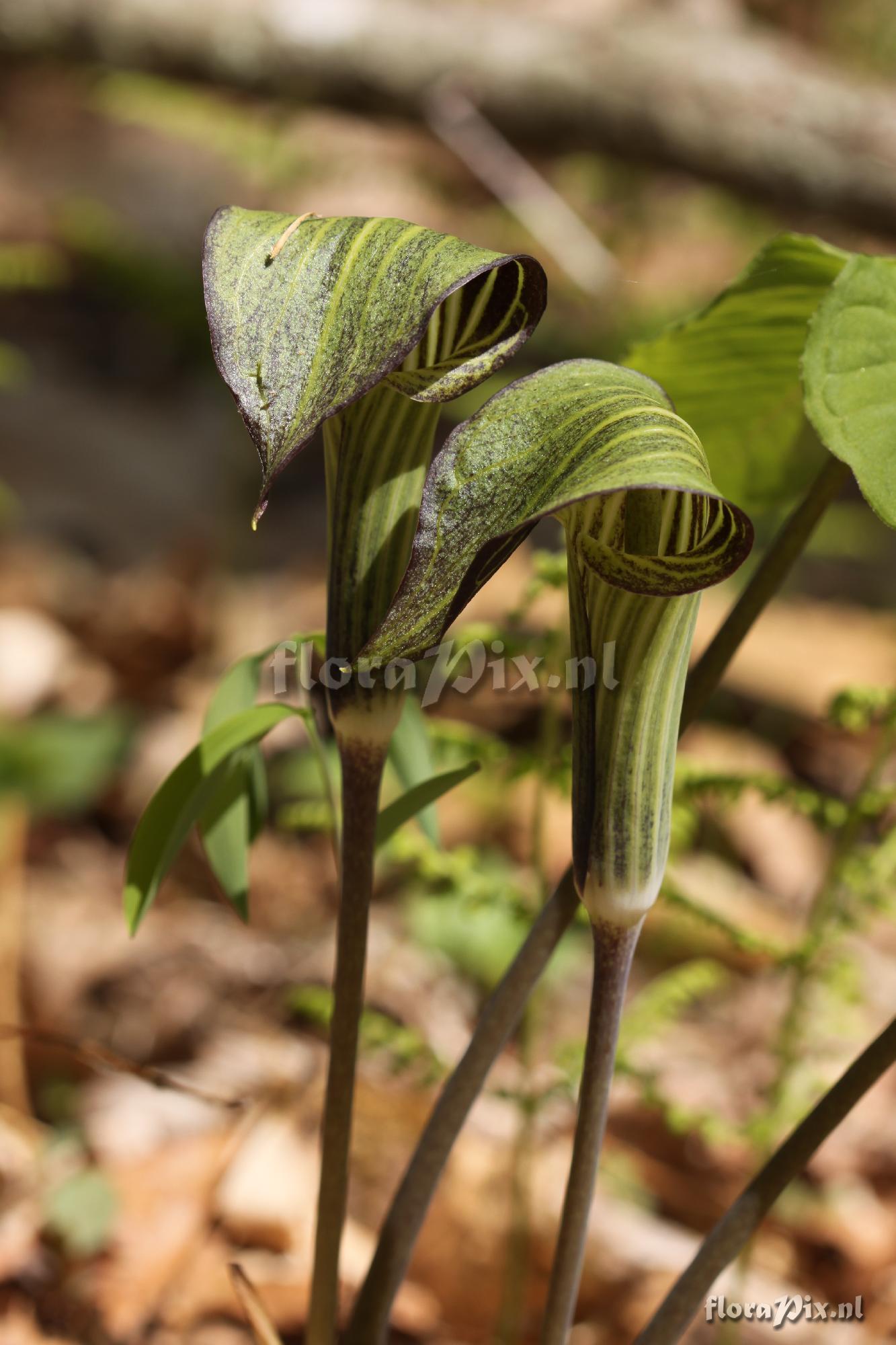 Arisaema triphyllum