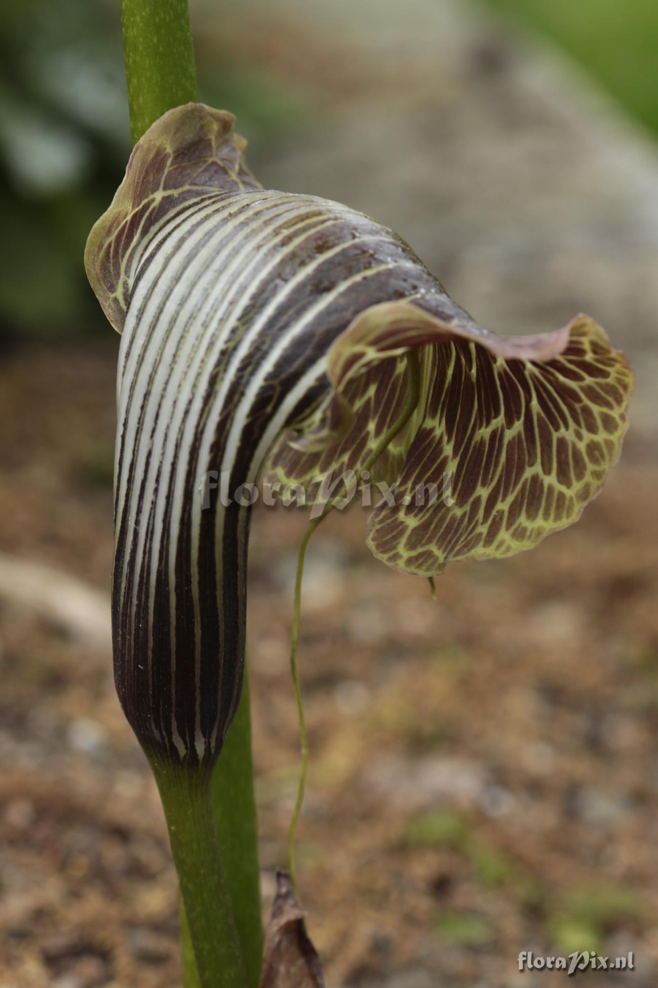 Arisaema utile